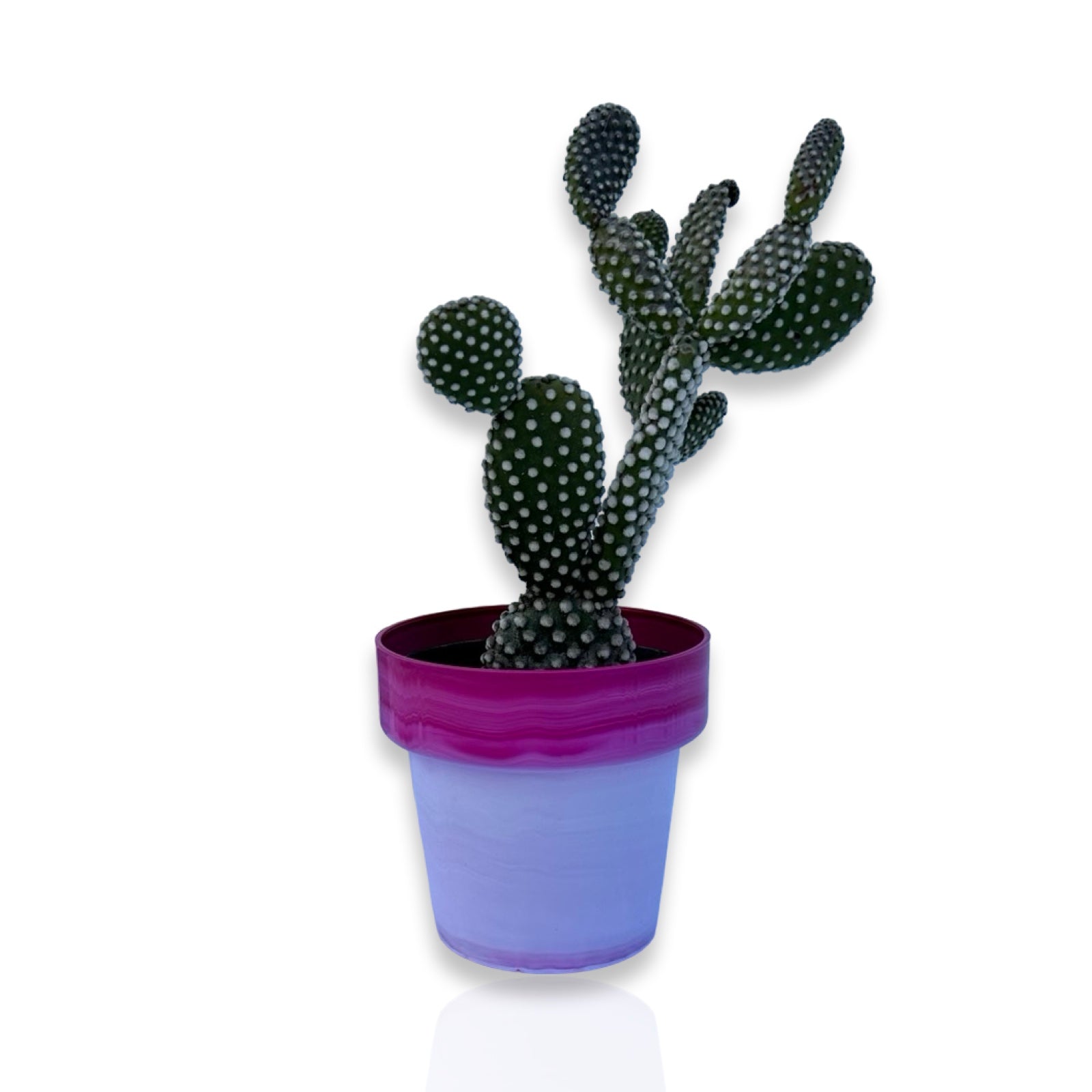 Fico d'India microvilloso Pianta Grassa Opuntia microdasys (Lehm.) Pfeiff.