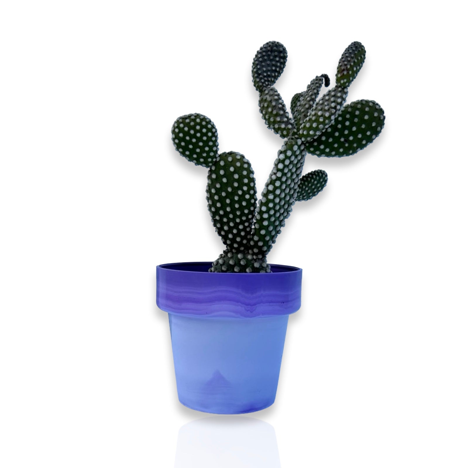 Fico d'India microvilloso Pianta Grassa Opuntia microdasys (Lehm.) Pfeiff.