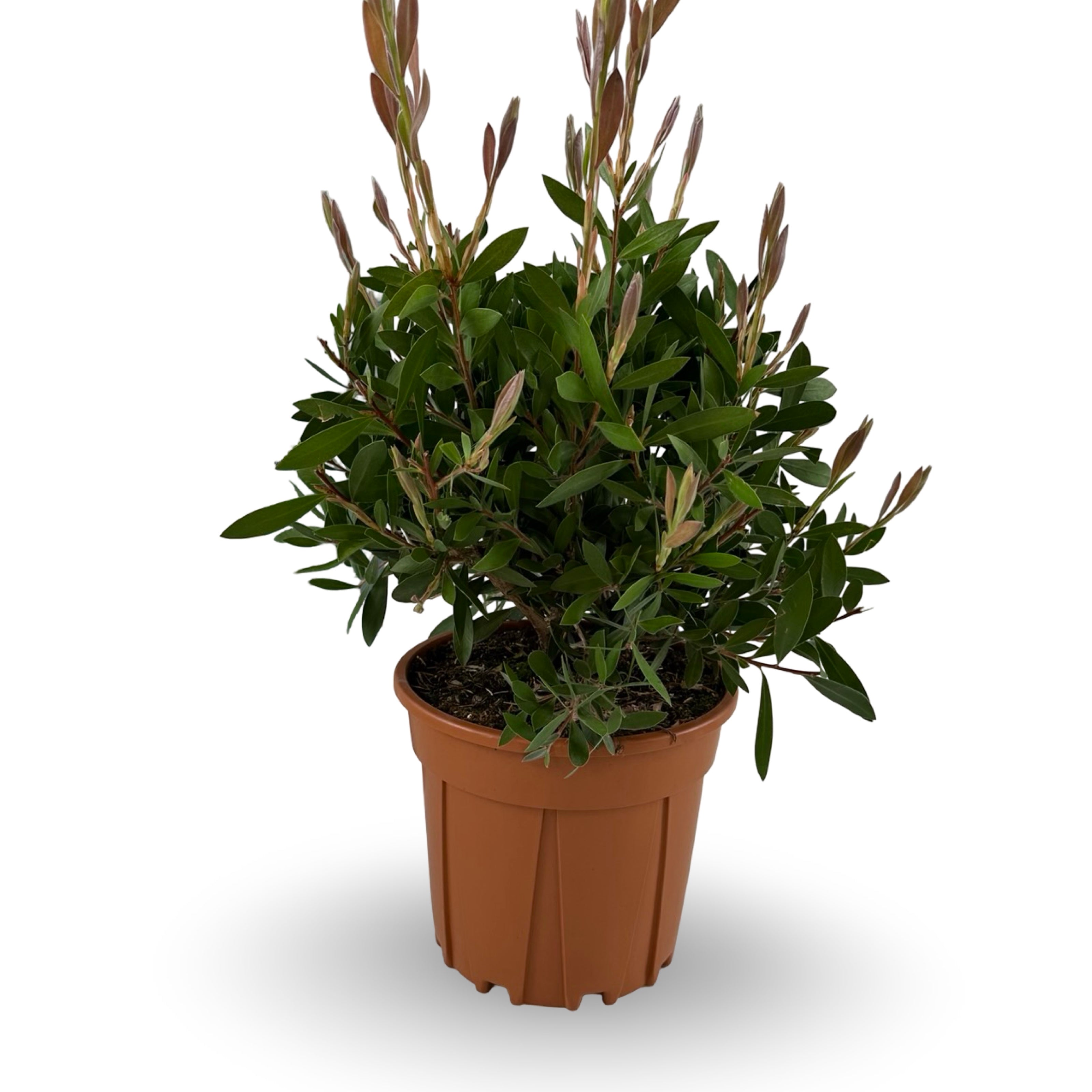 Pianta di Callistemon Citrinus Splendens