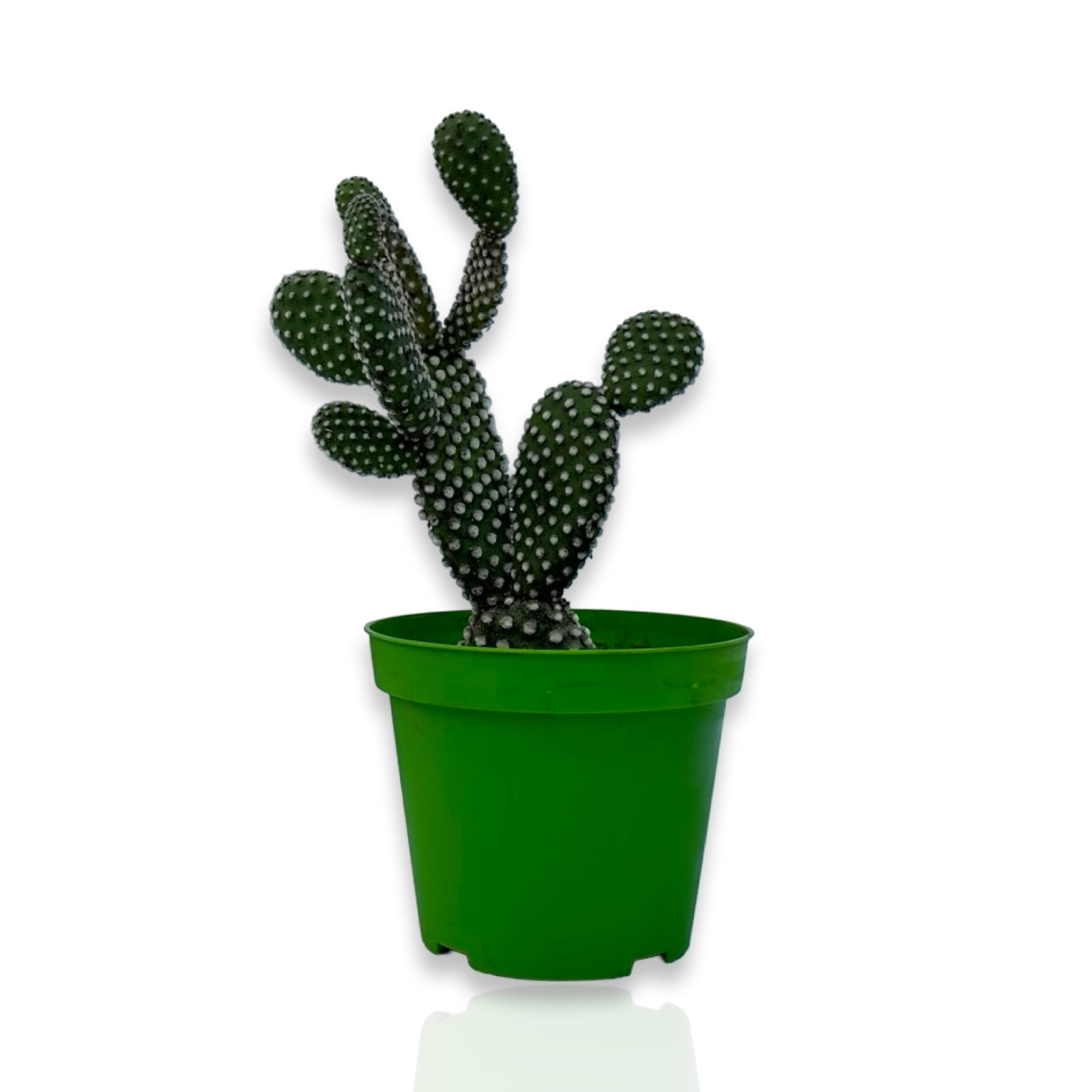 Fico d'India microvilloso Pianta Grassa Opuntia microdasys (Lehm.) Pfeiff.