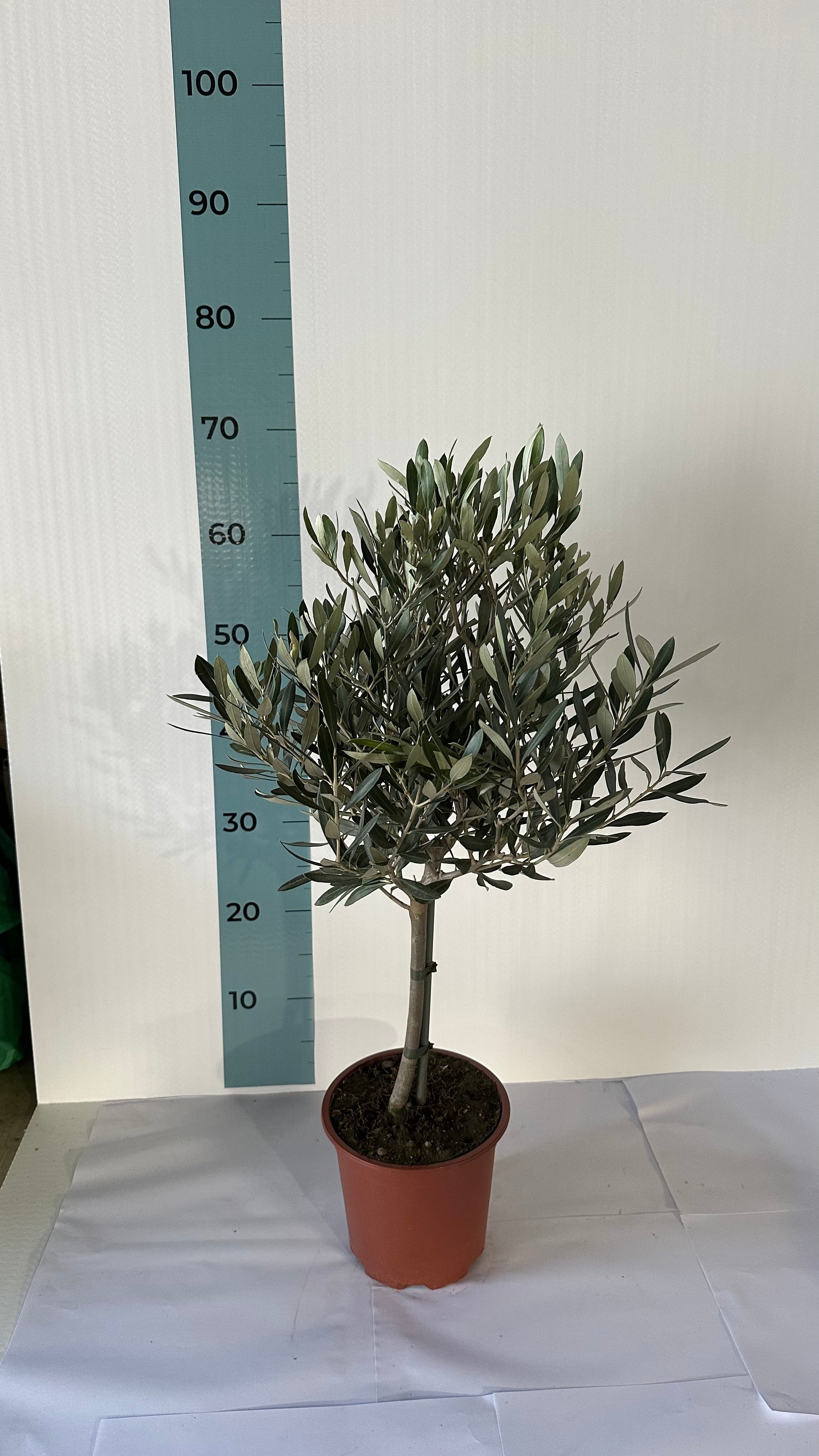 Piantina Alberello di Ulivo Cipressino - Olea Europea CERTIFICATA