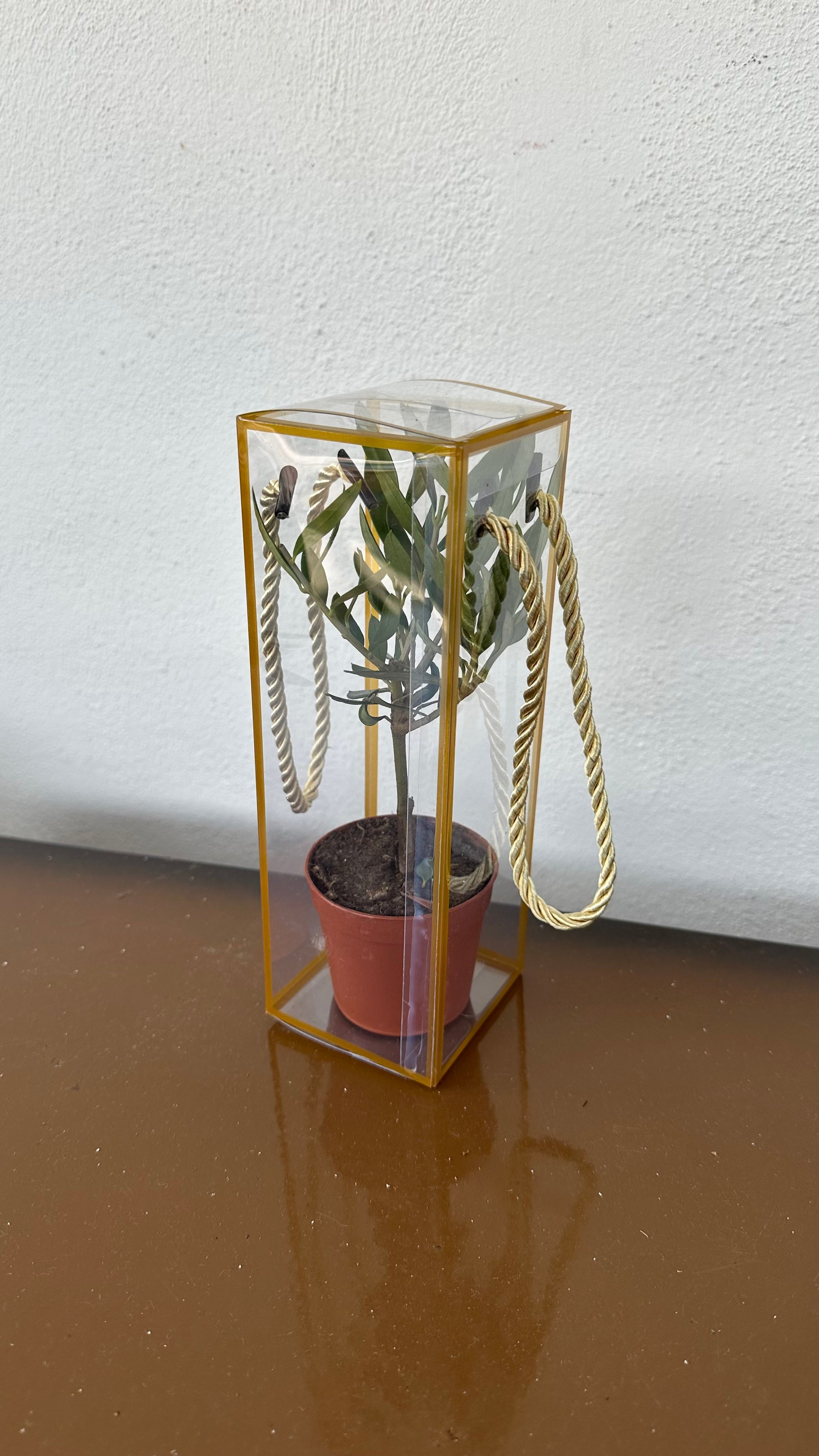 Set 5 Scatoline per Bomboniere 7cm x 7cm x 21cm Trasparenti bordi oro e lacci