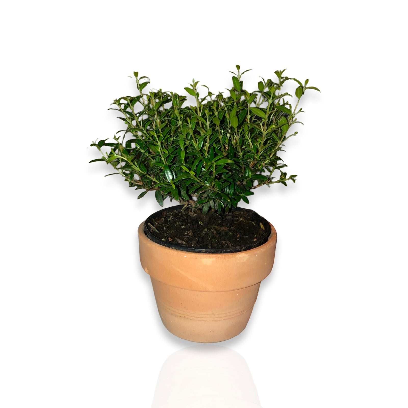 Piantina Cespuglio di Mirto simil-Bonsai - Myrtus Microphylla CERTIFICATA