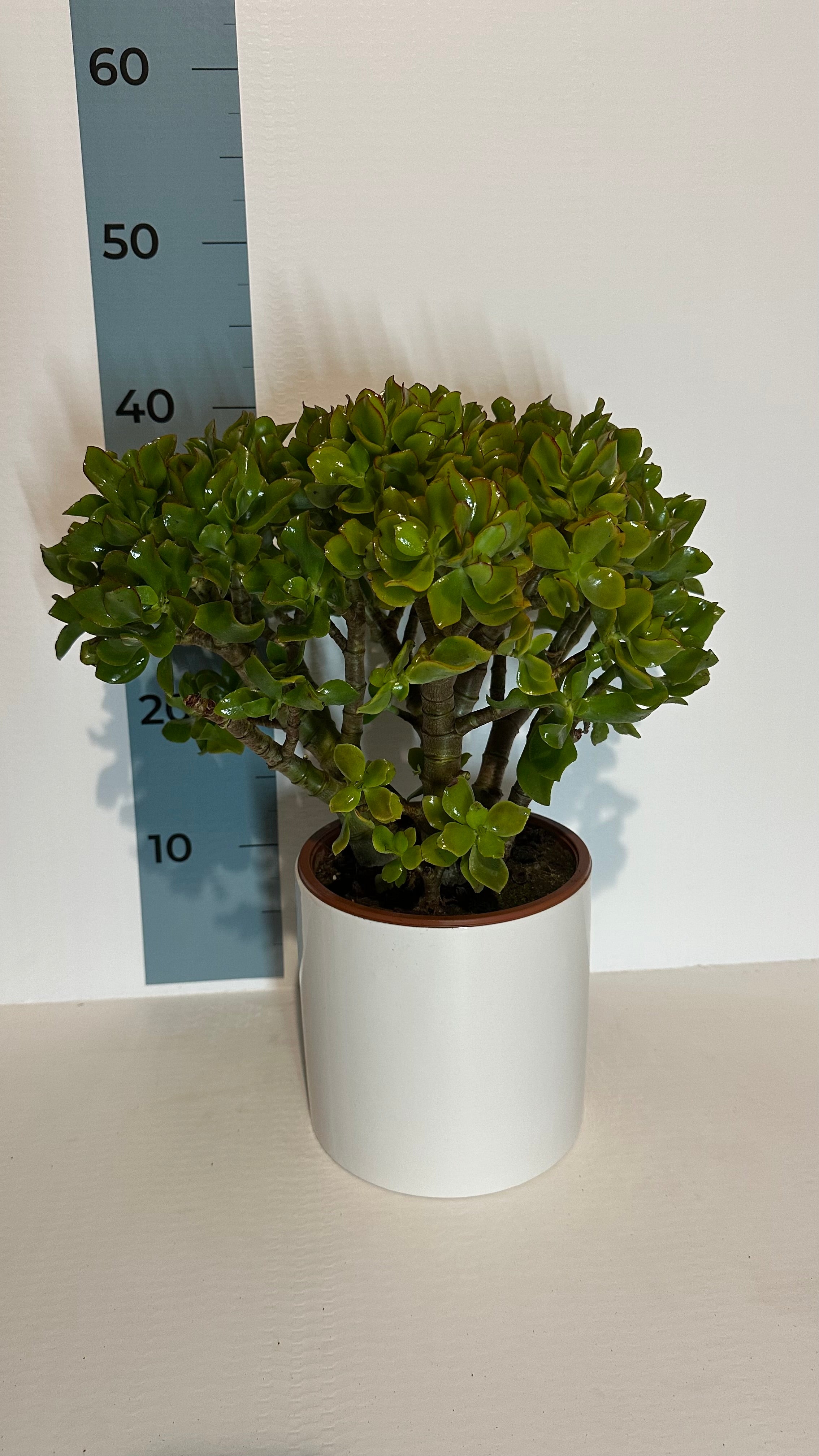 Pianta di Crassula Arborescens Undulatifolia