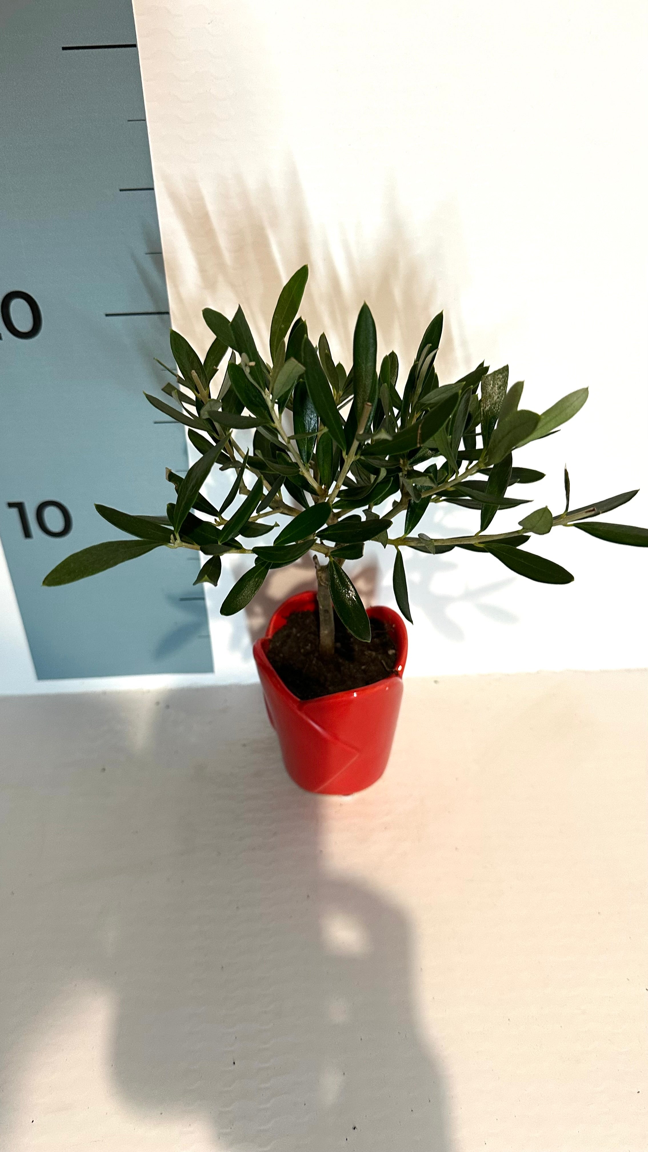 Mini Piantina Ulivo in vaso cuore rosso ceramica CERTIFICATA