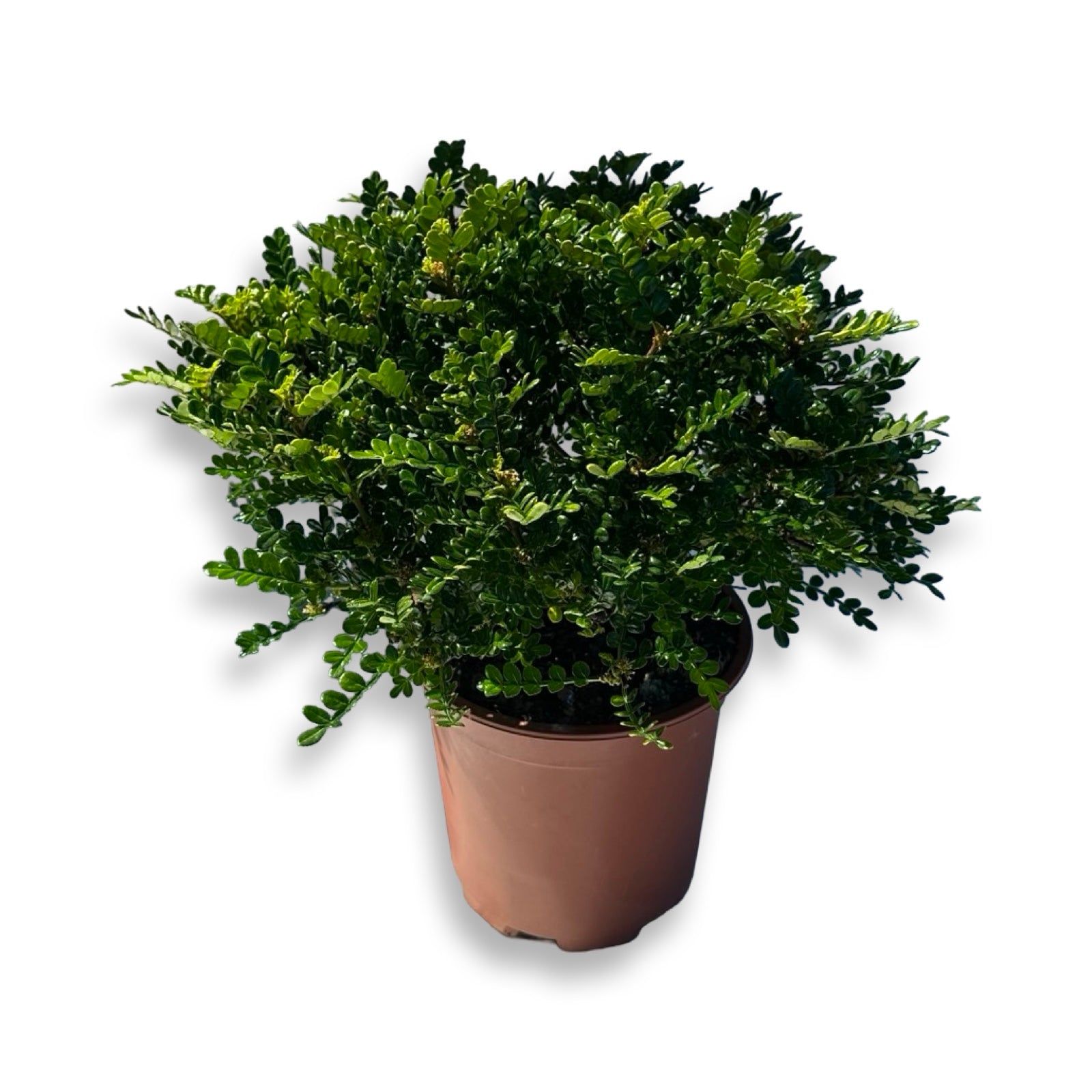 Pianta di Zanthoxylum beecheyanum - Pepe Giapponese