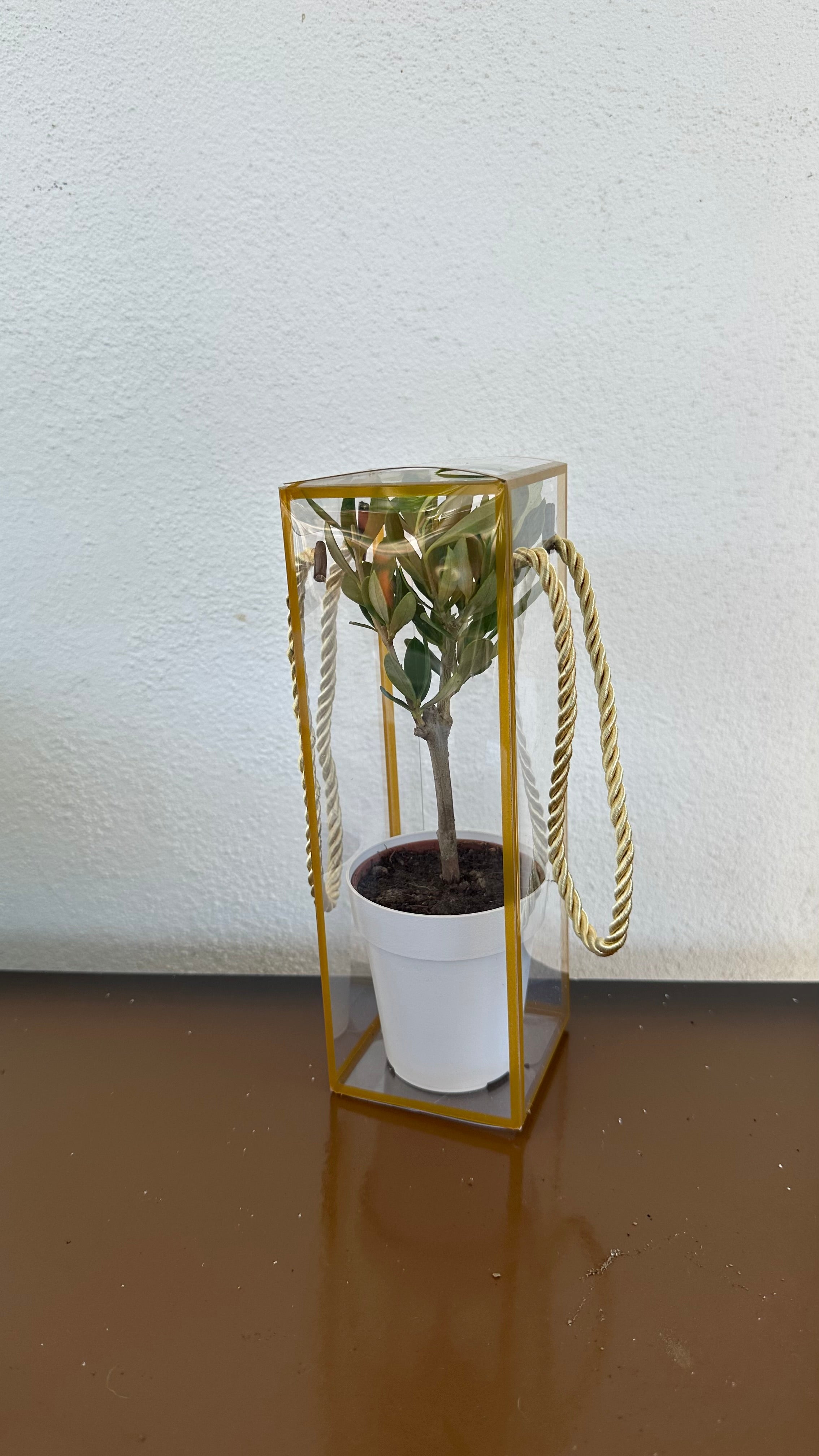 Set 5 Scatoline per Bomboniere 7cm x 7cm x 21cm Trasparenti bordi oro e lacci