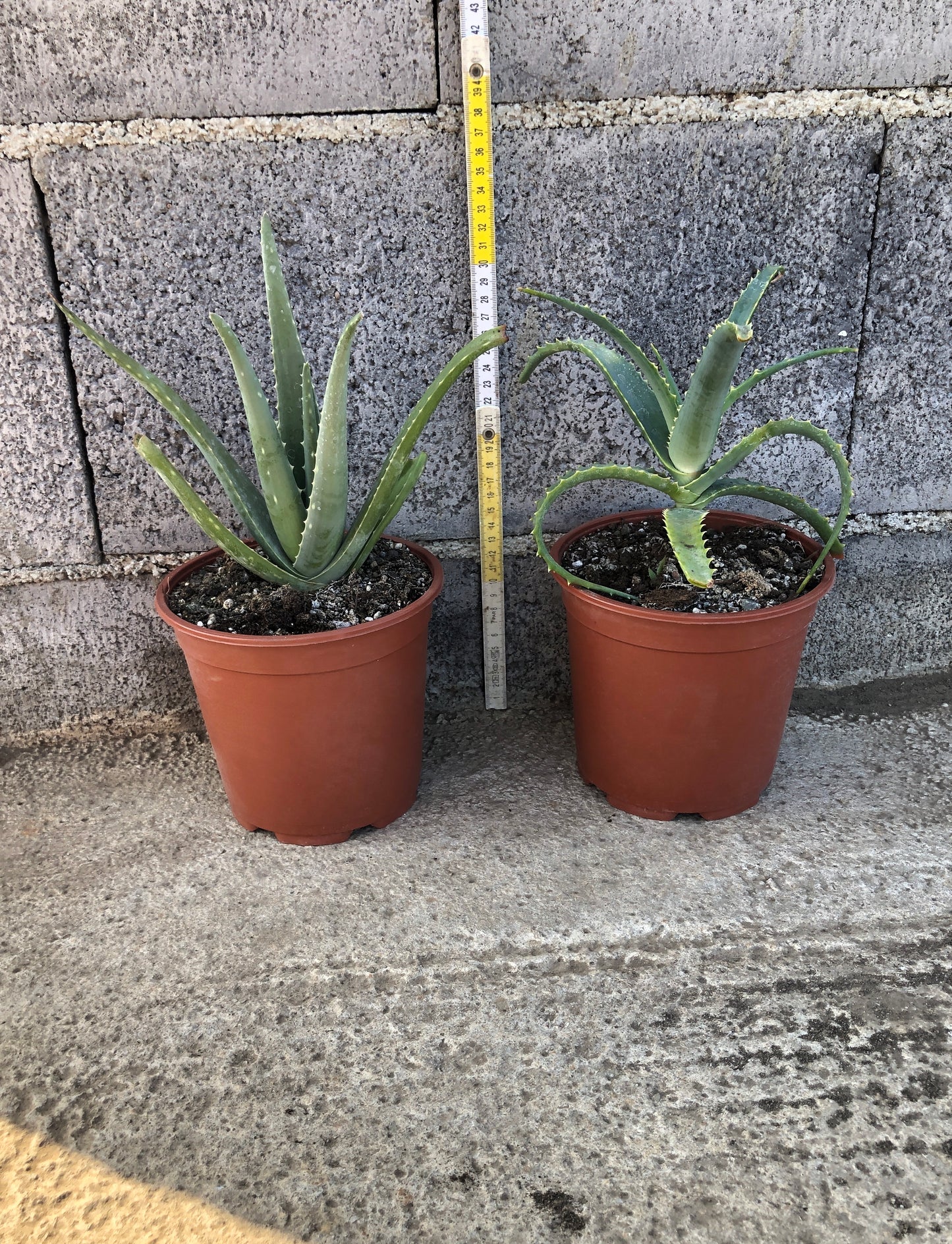 Pianta di Aloe Vera Arborescens