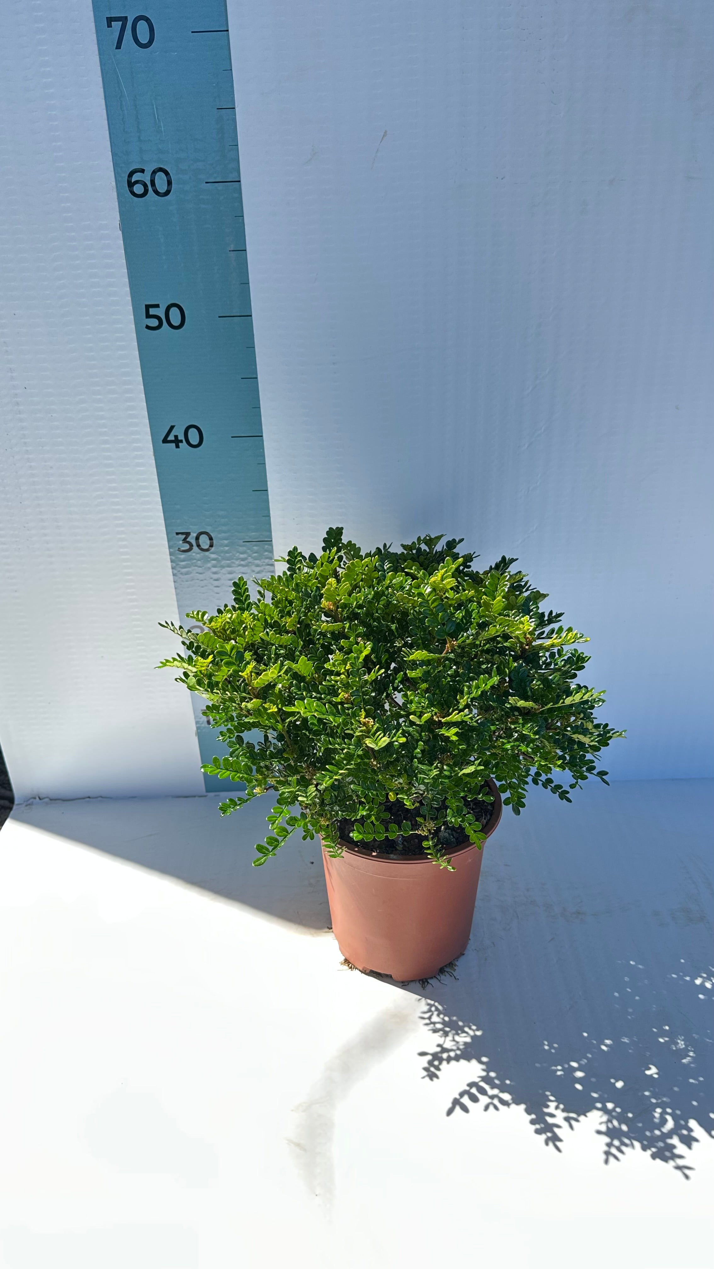 Pianta di Zanthoxylum beecheyanum - Pepe Giapponese