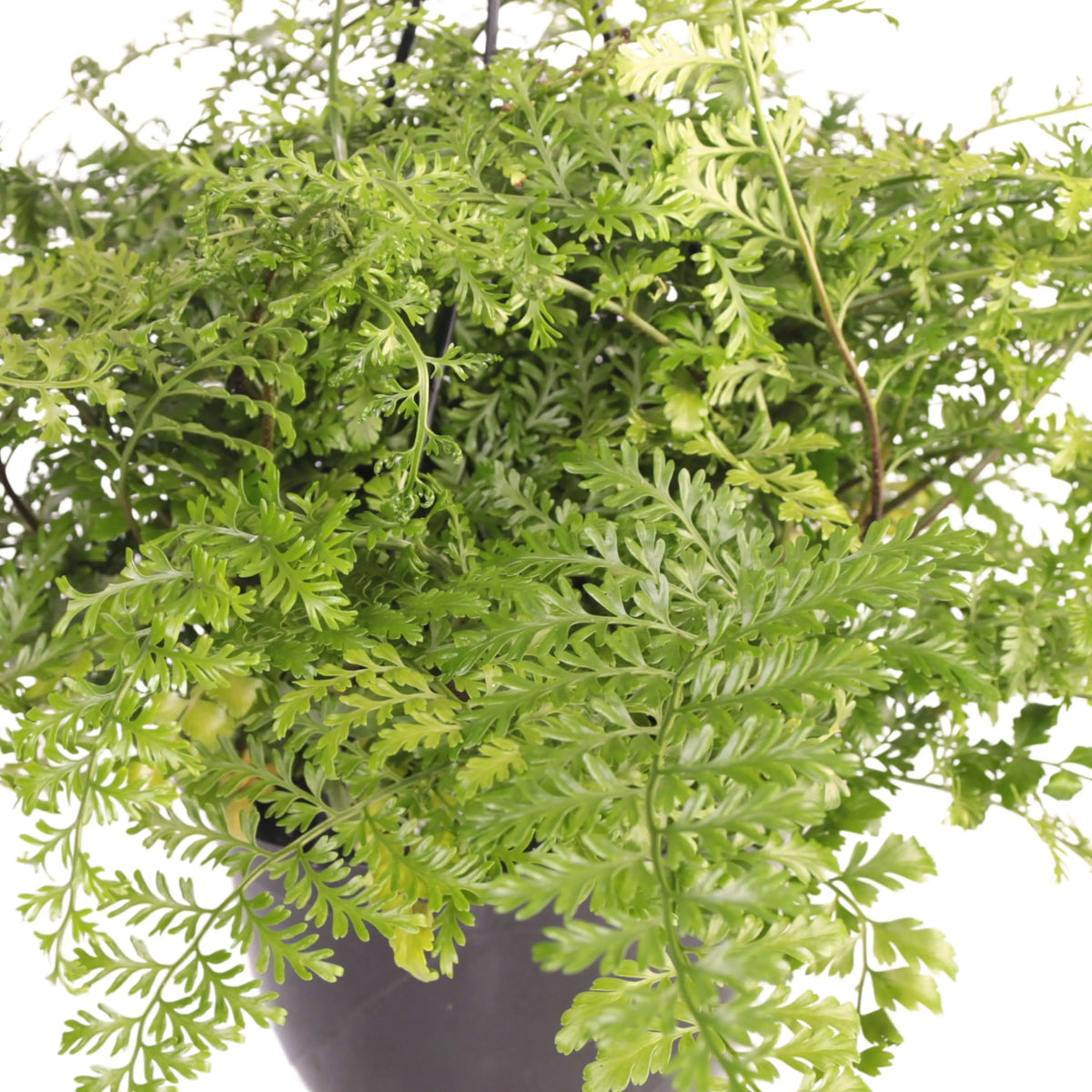 Asplenium parvati in vaso basket