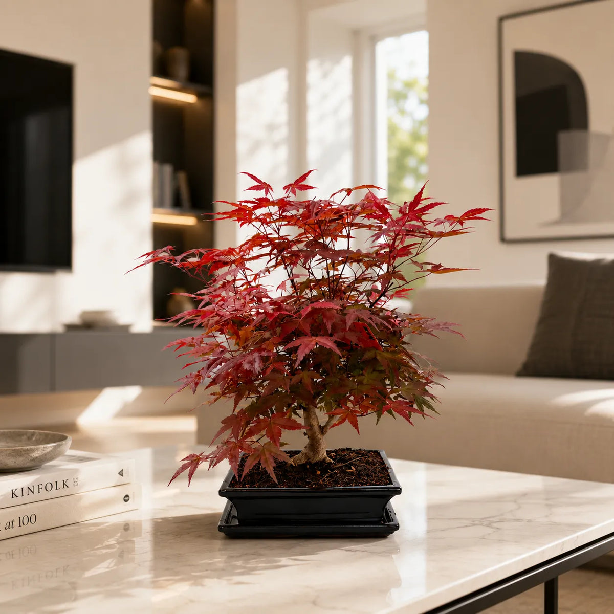 Bonsai  12 Anni Acer Palmatum Deshojo (Acero) - Collezione Premium