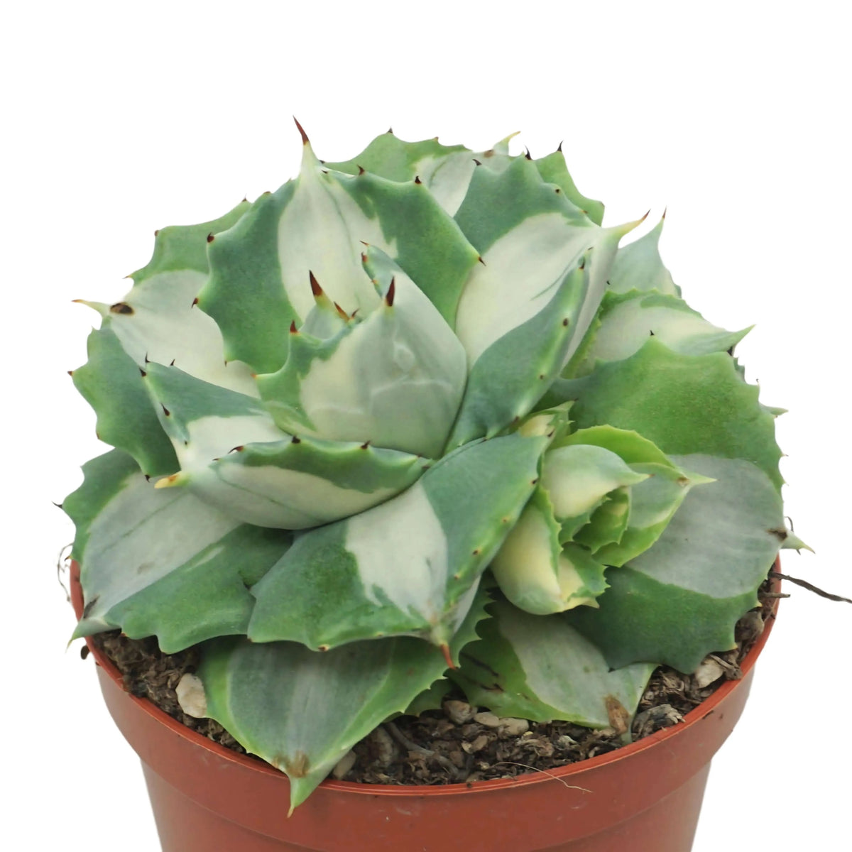 Agave Potatorum  Variegata