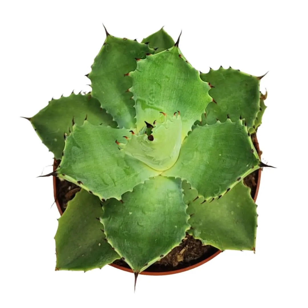 Agave potatorum