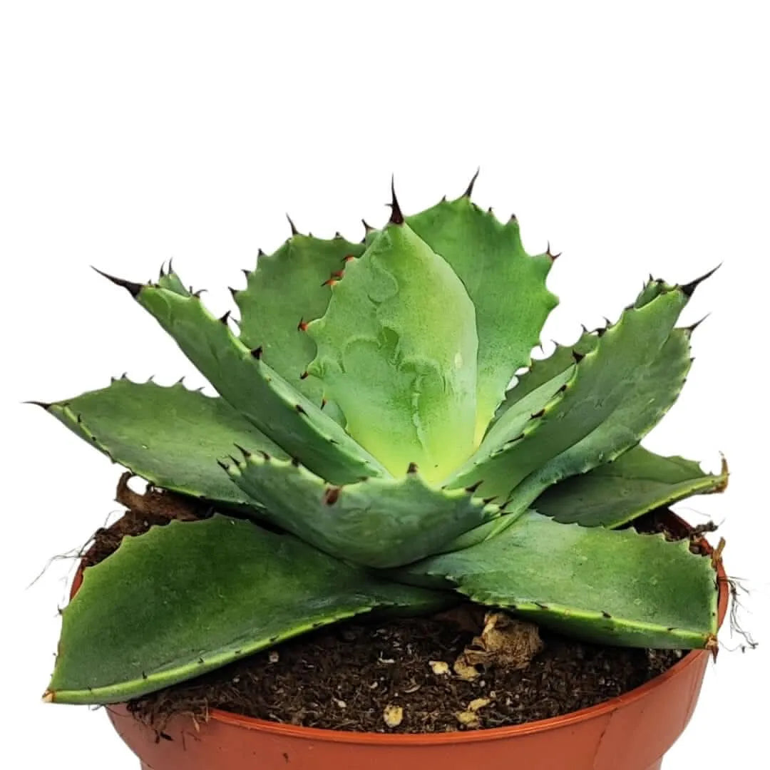 Agave potatorum