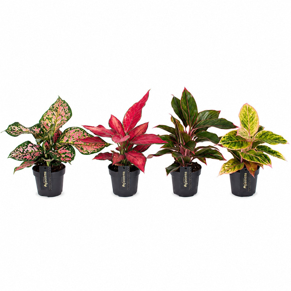 Aglaonema Colour Mix