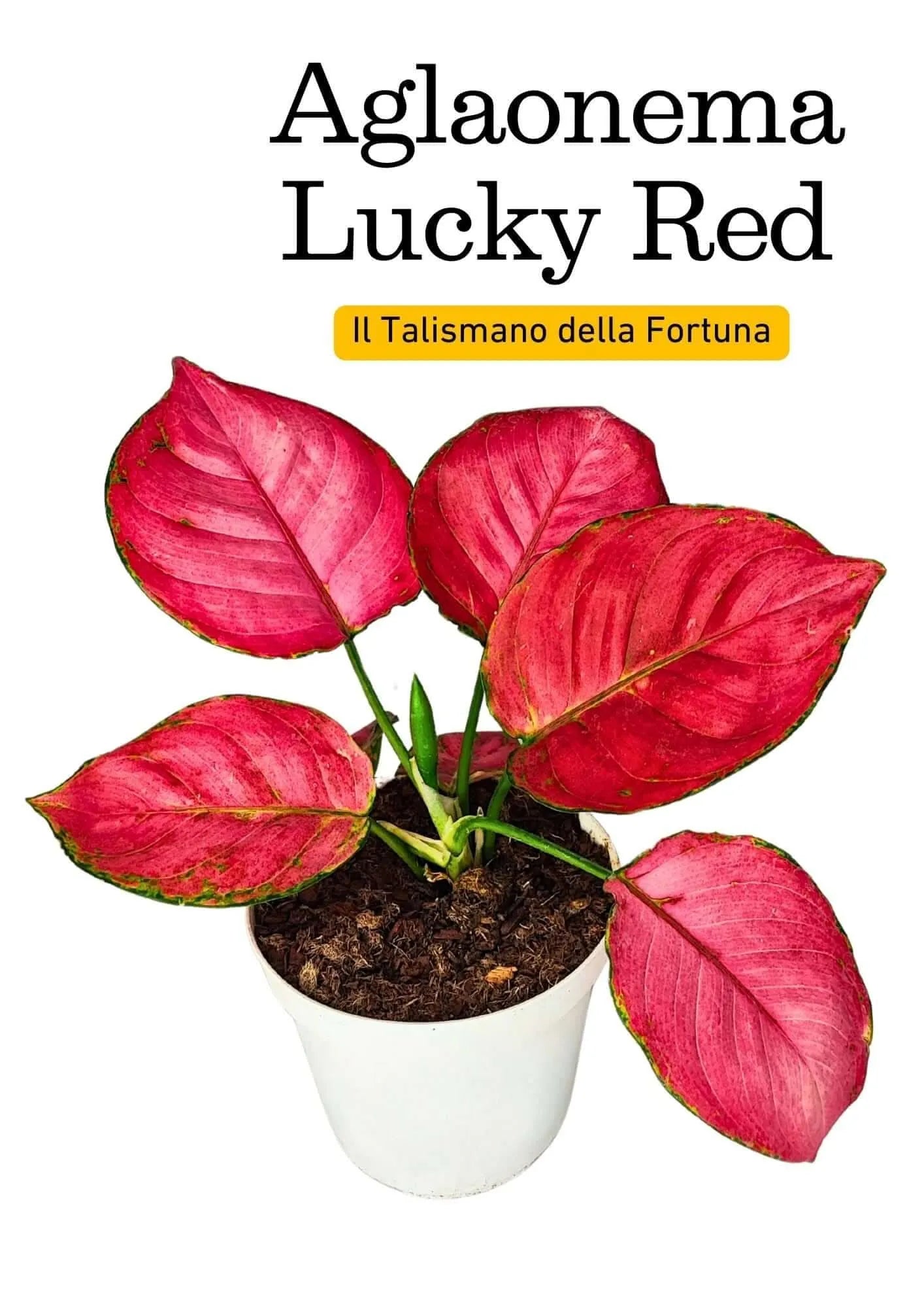 Aglaonema Lucky Red