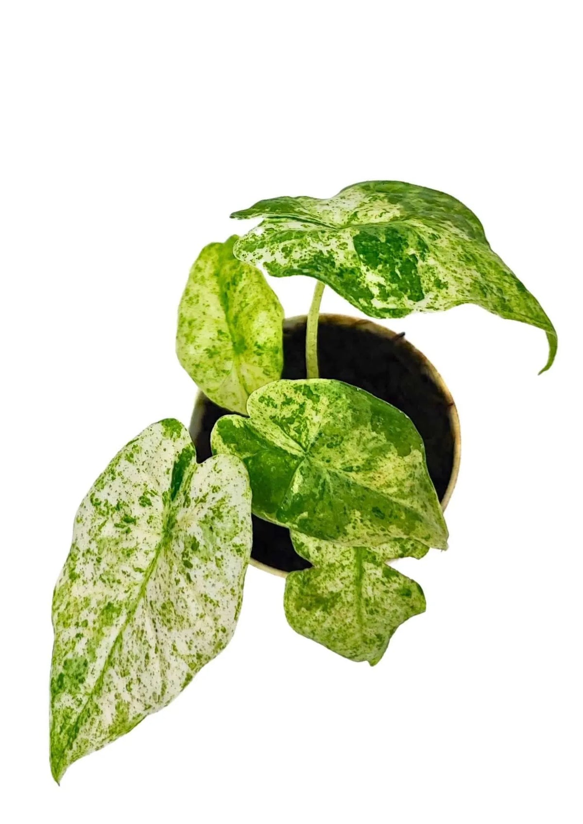 Alocasia Macrorrhiza Camouflage