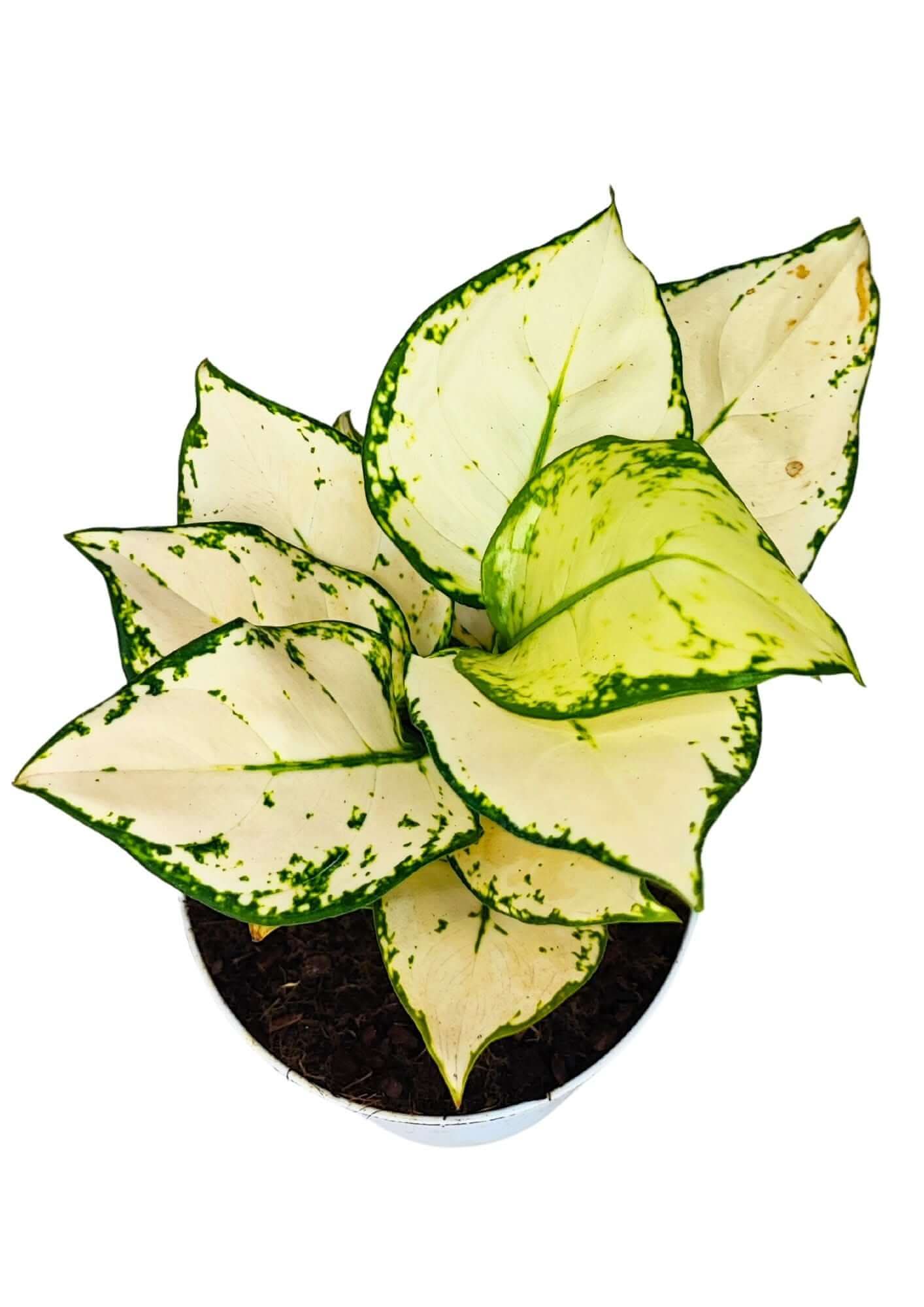 Aglaonema White Kiwi