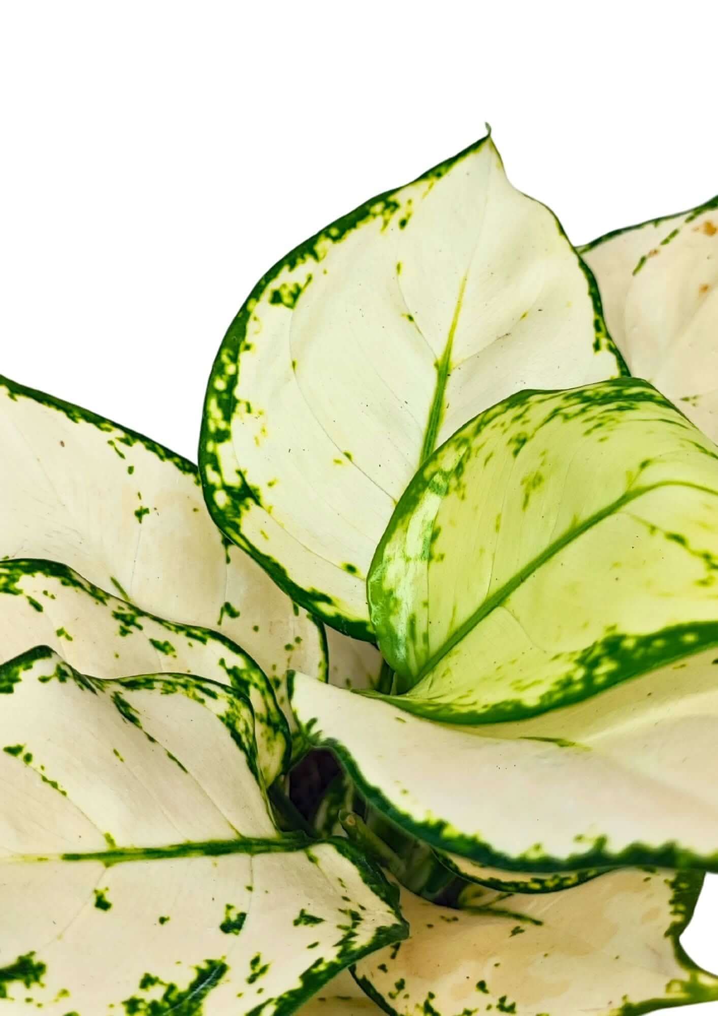 Aglaonema White Kiwi