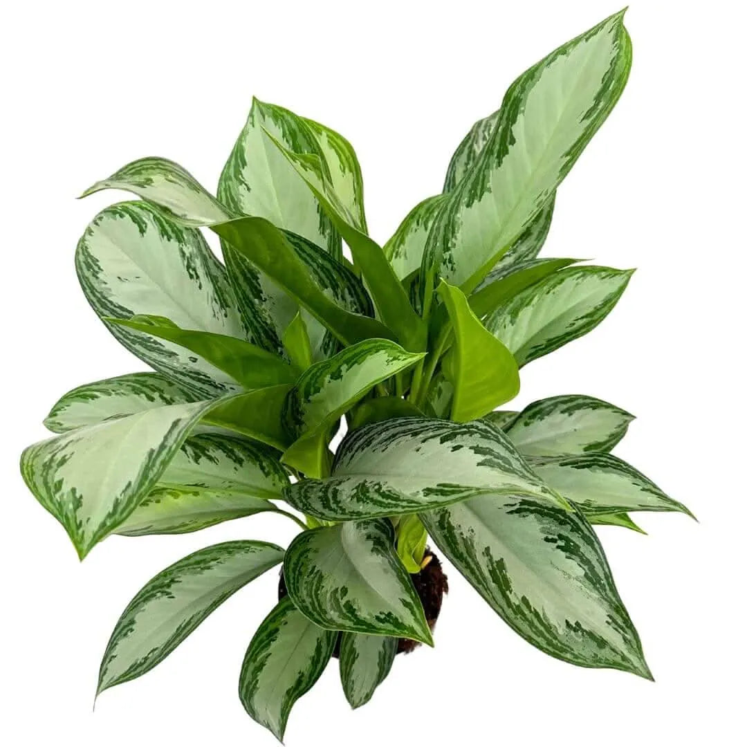Aglaonema Silver Bay