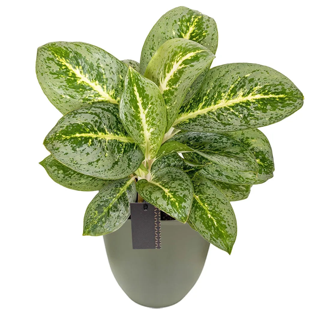 Aglaonema Lemon Mint