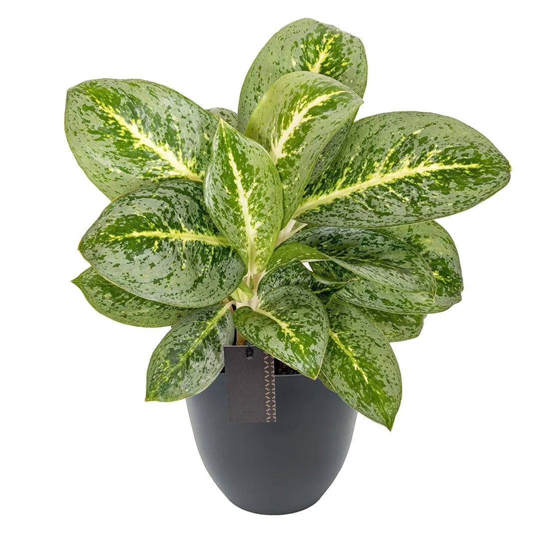 Aglaonema Lemon Mint