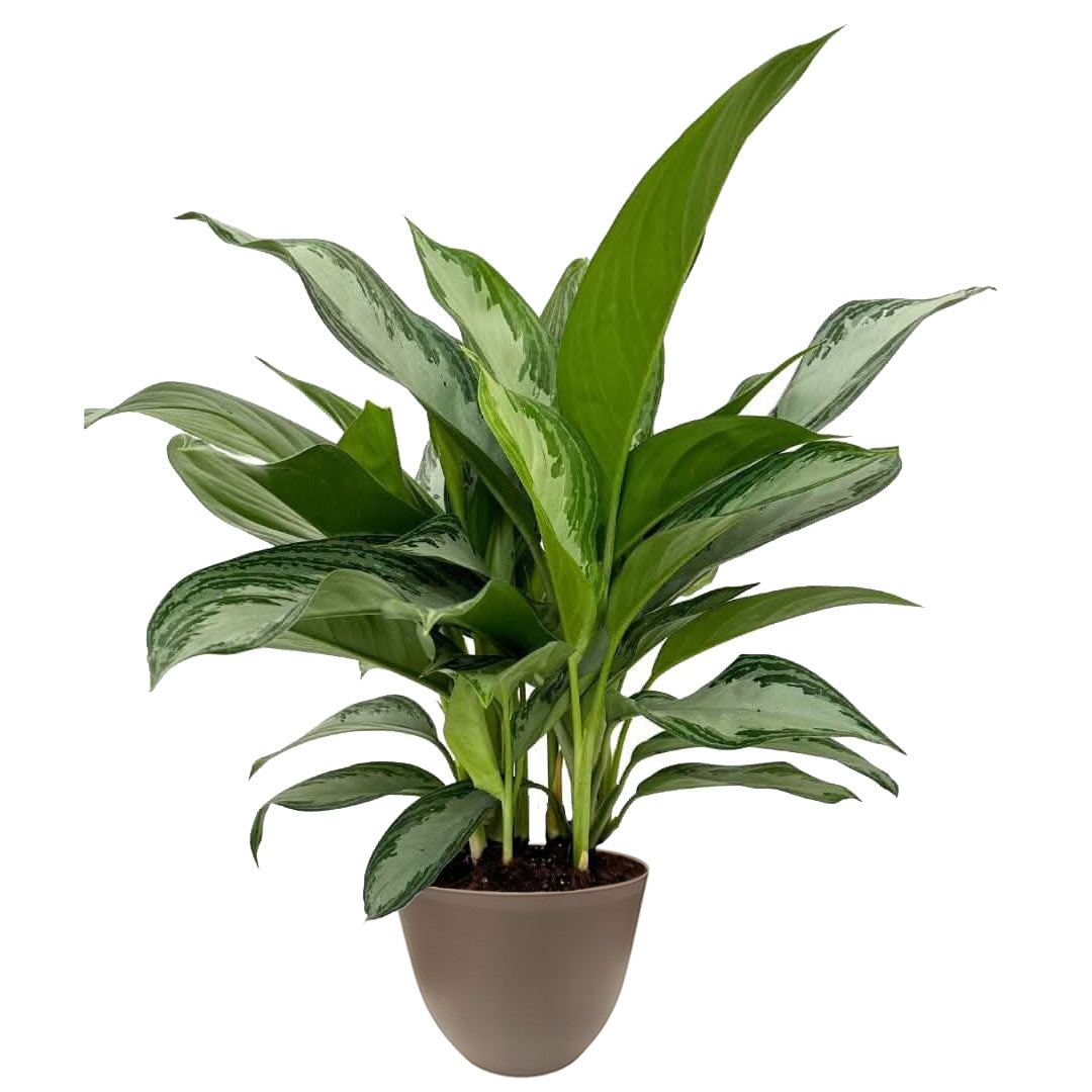 Aglaonema Silver Bay
