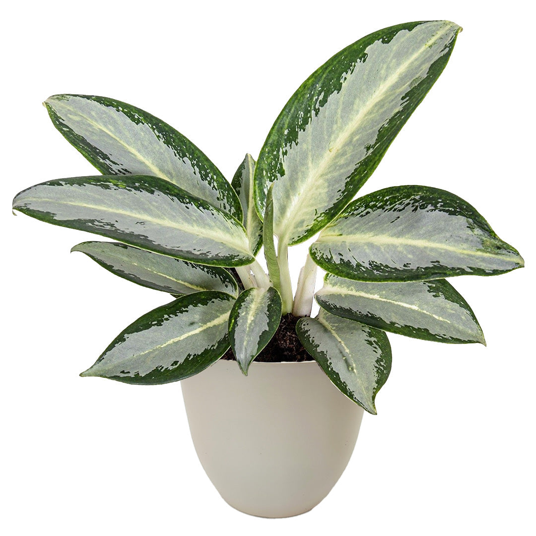 Aglaonema Silver Blue