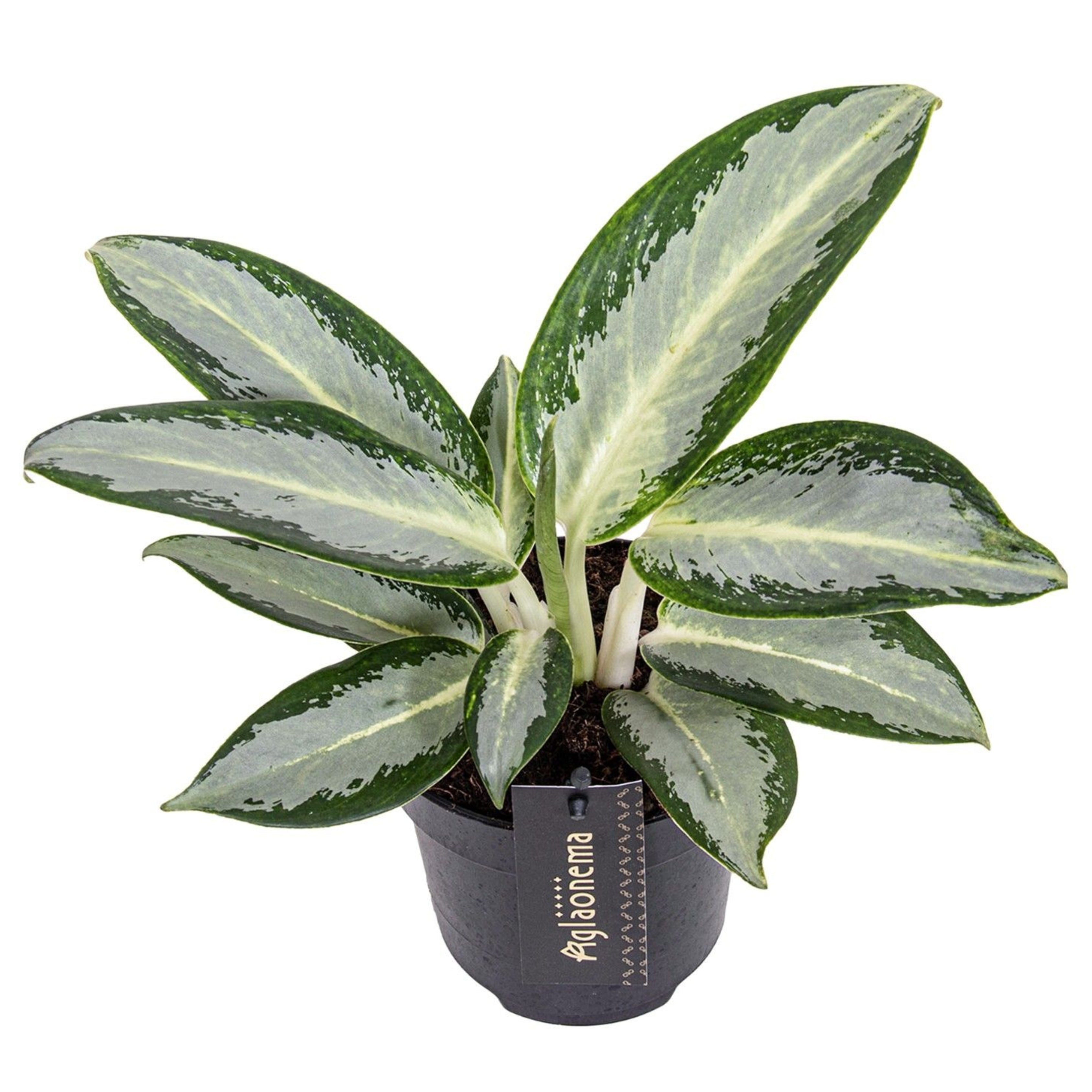 Aglaonema Silver Blue