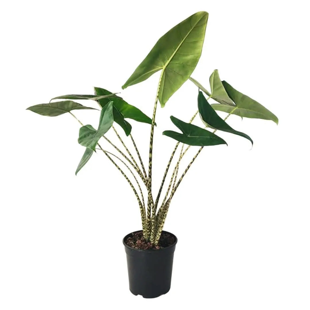 Alocasia Zebrina