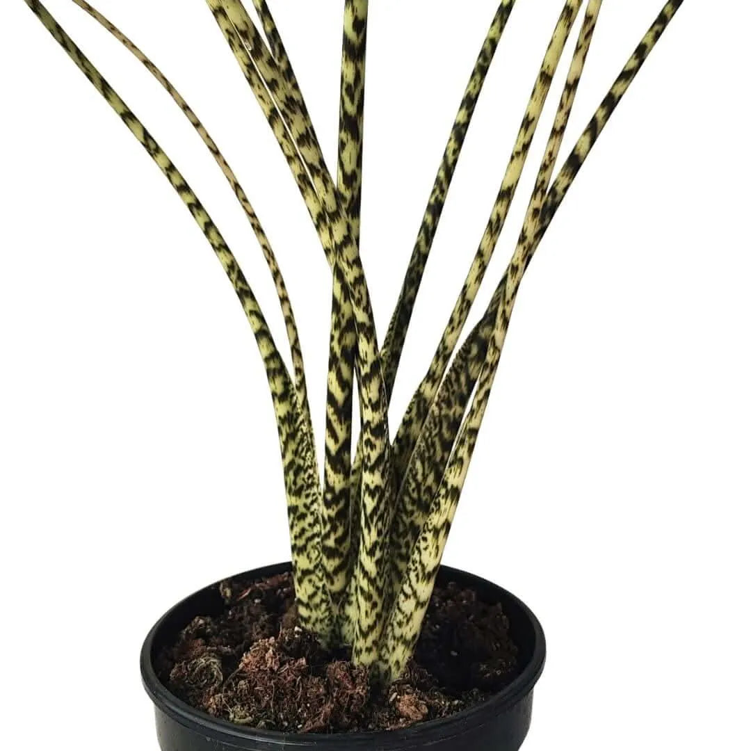 Alocasia Zebrina