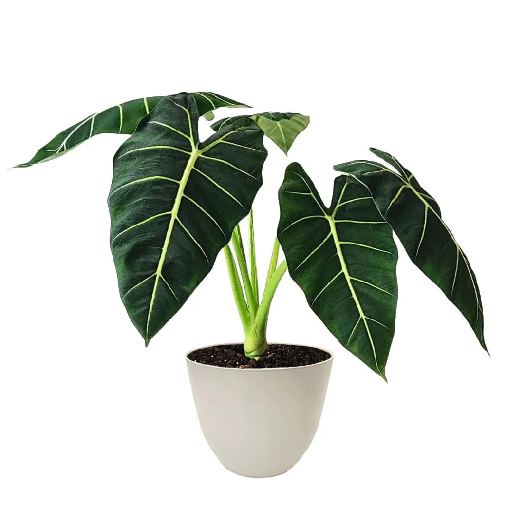 Alocasia Frydek vaso 17 cm