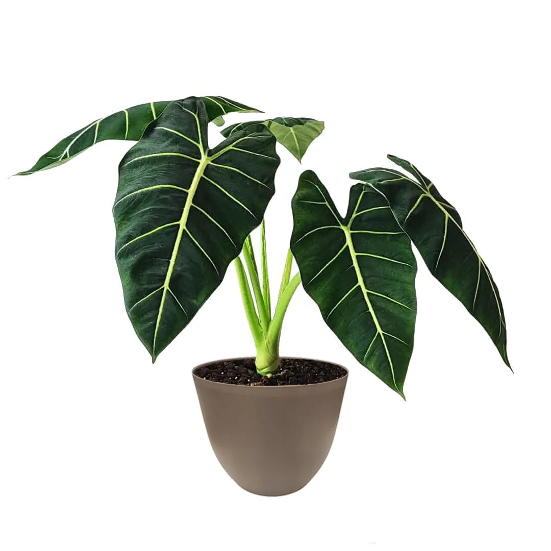 Alocasia Frydek vaso 17 cm