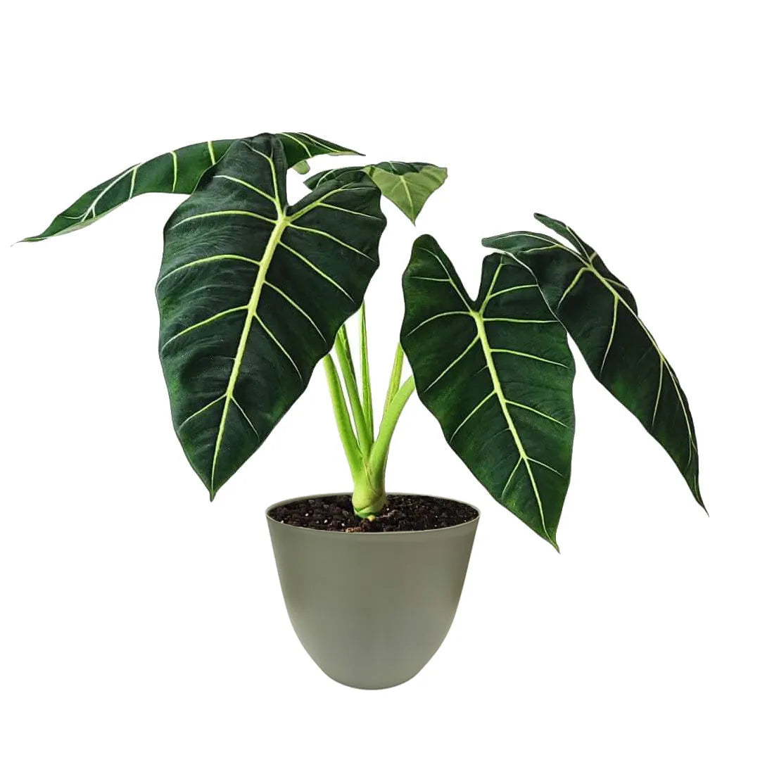 Alocasia Frydek vaso 17 cm