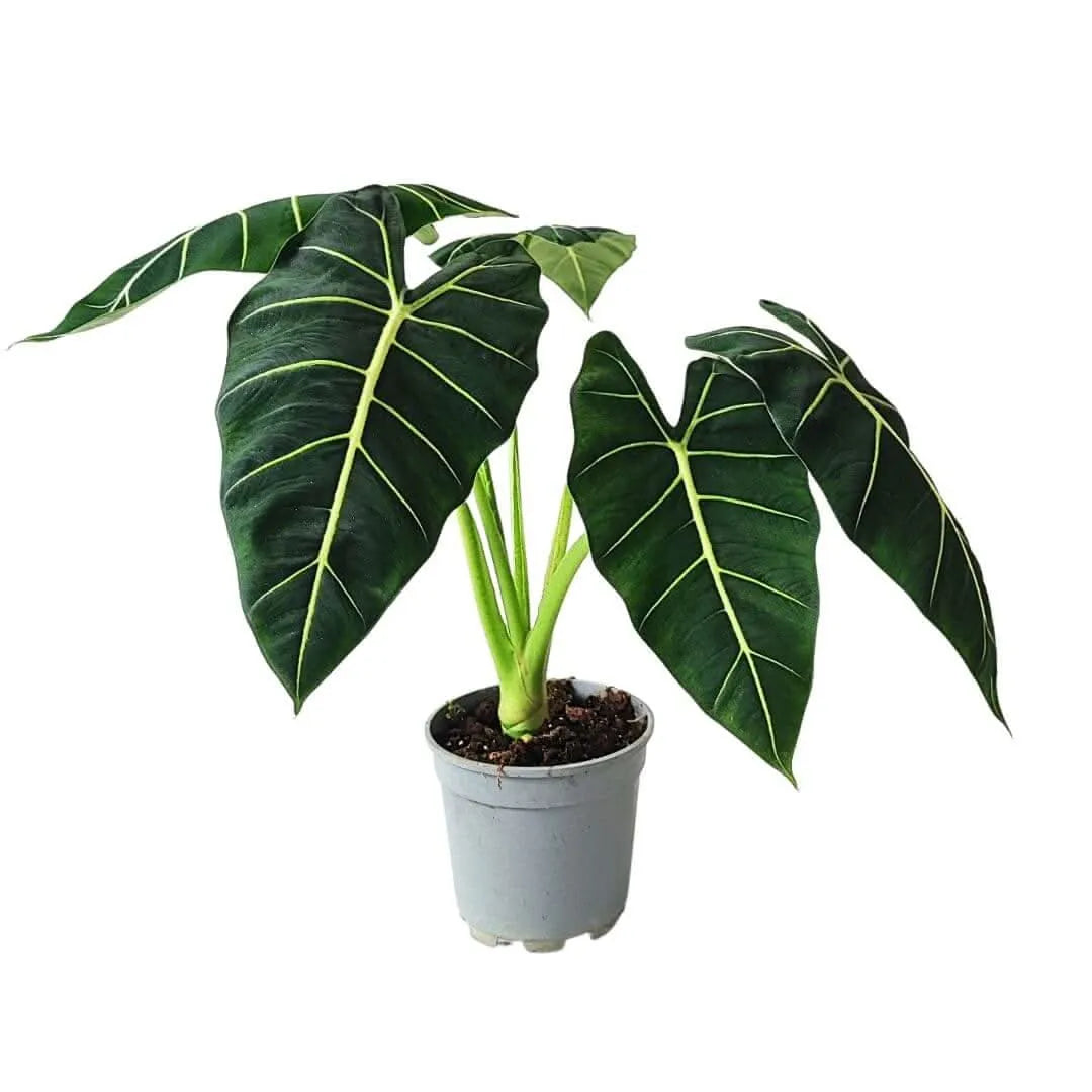 Alocasia Frydek vaso 17 cm