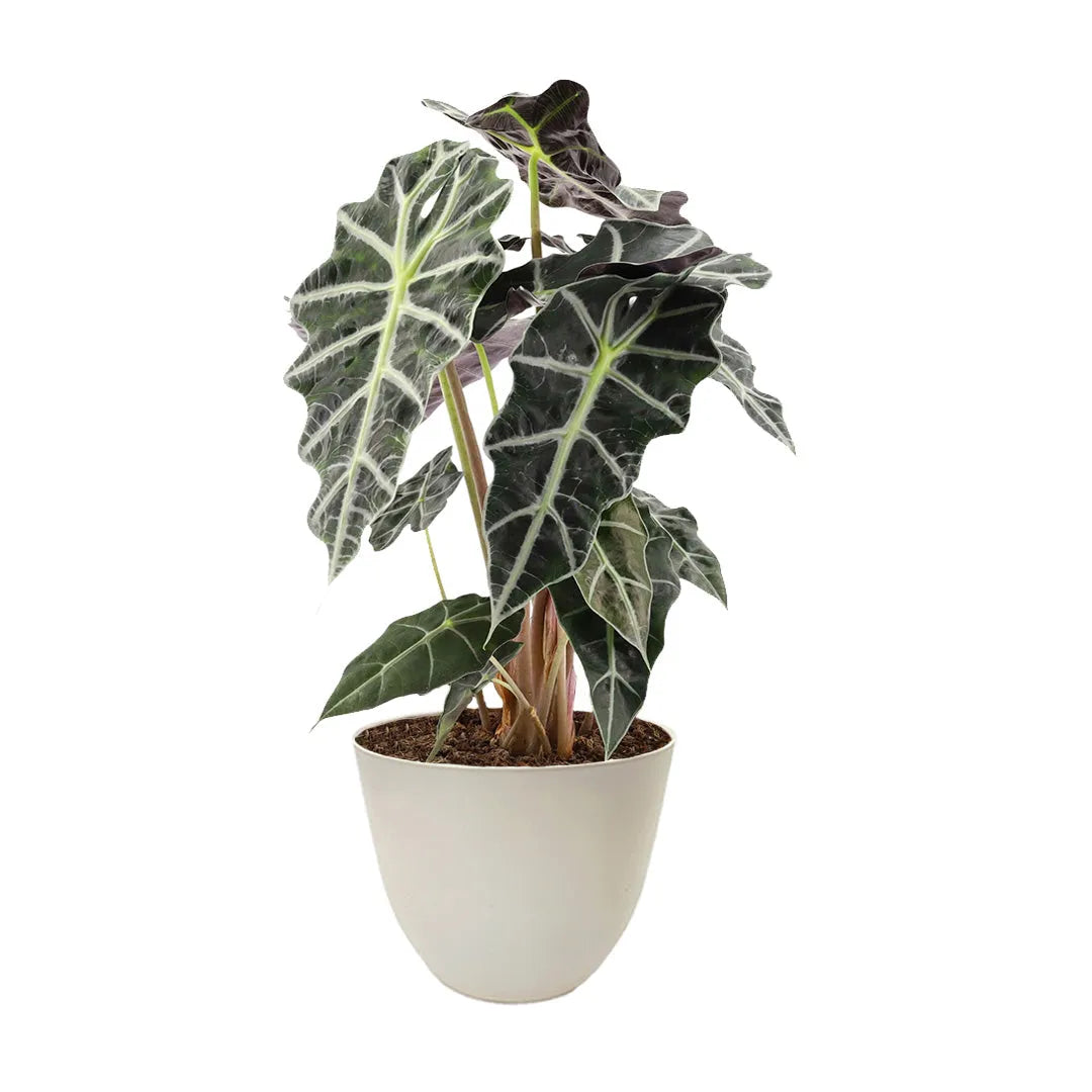 Alocasia Polly vaso D.17 H 48 cm