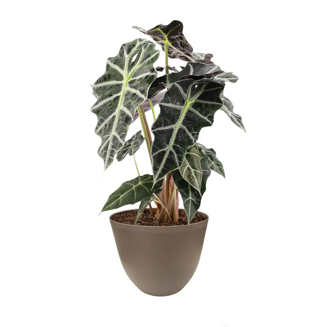Alocasia Polly vaso D.17 H 48 cm