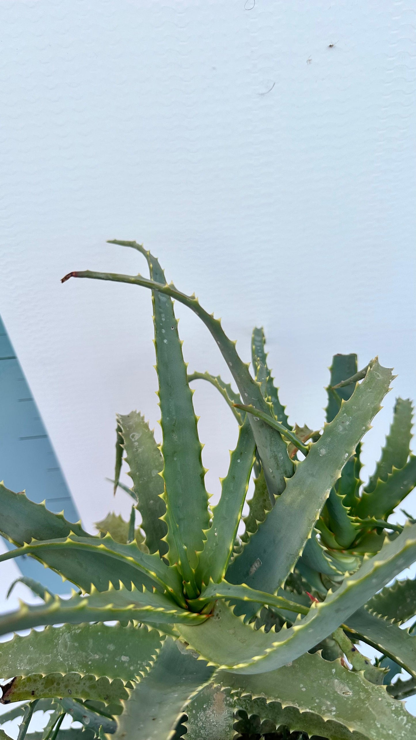 Pianta di Aloe Vera Arborescens