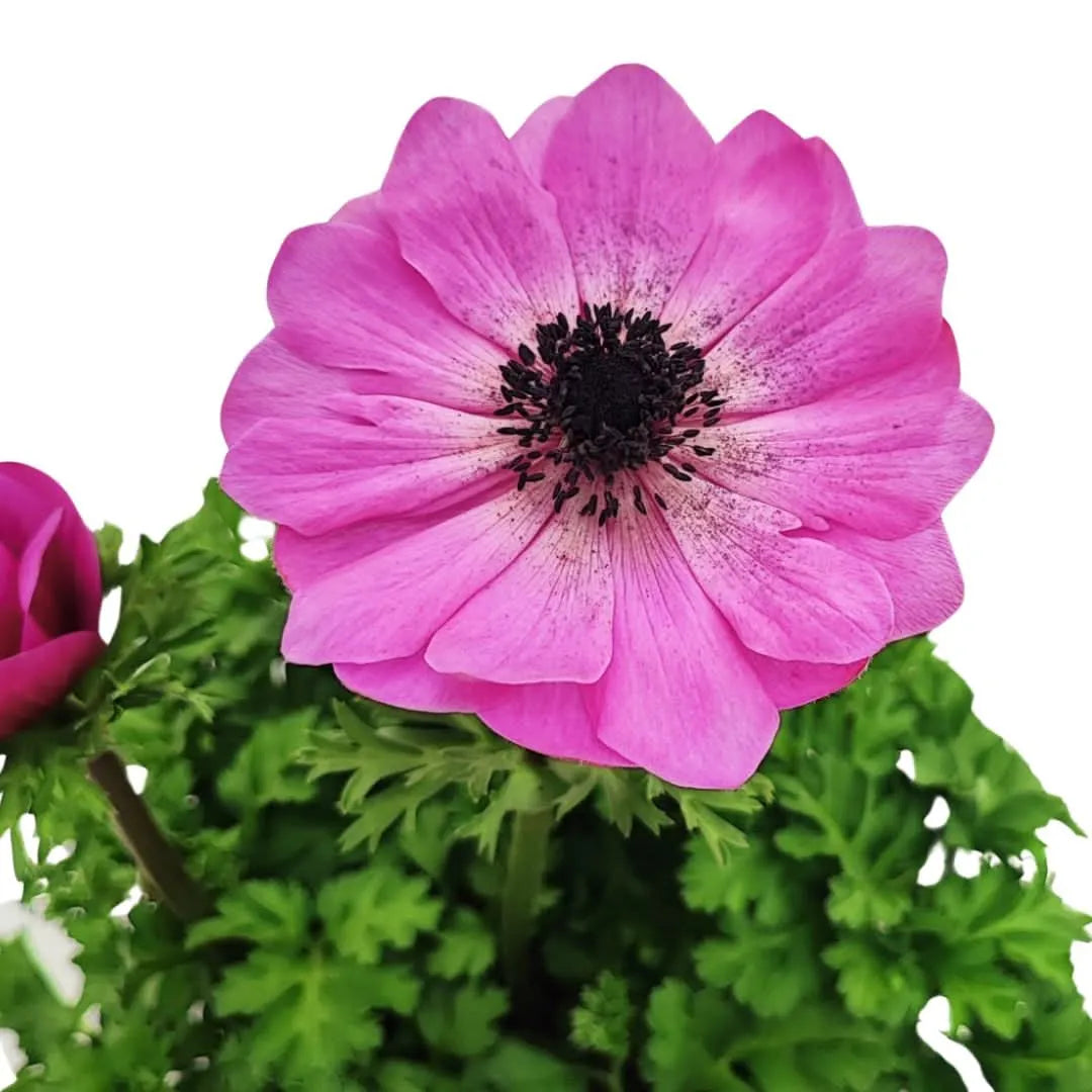 Set 3 piante di Anemone coronaria D.14 H.30 cm