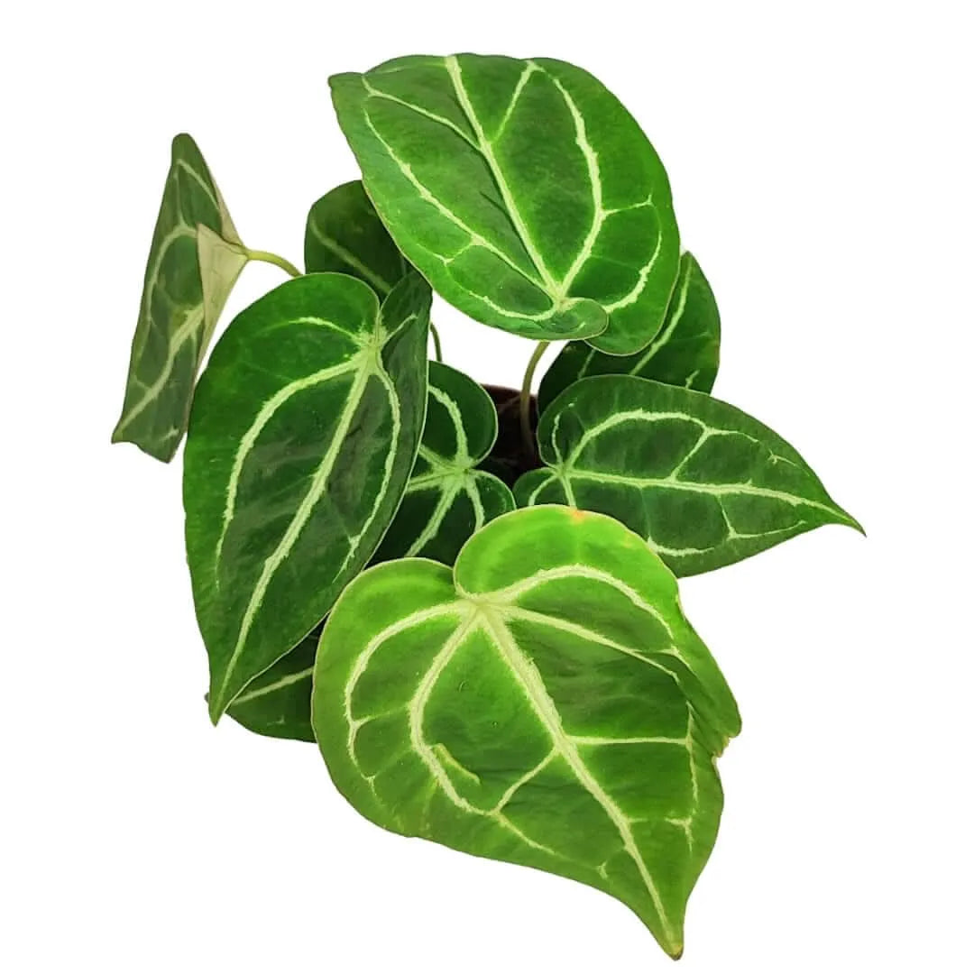Anthurium Crystallinum