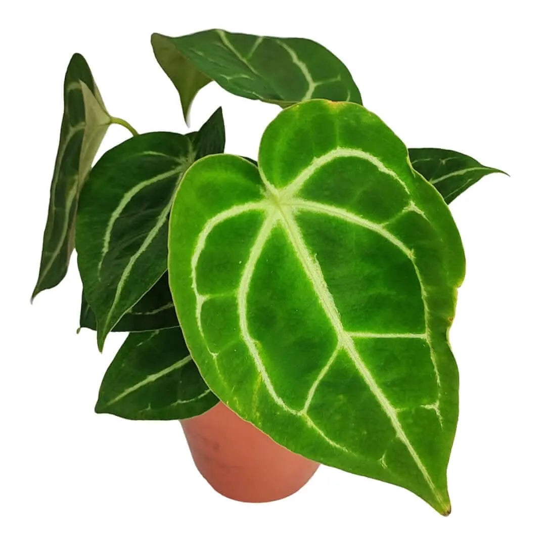 Anthurium Crystallinum