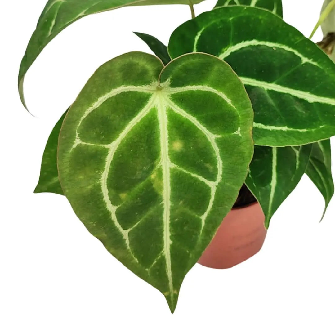 Anthurium Crystallinum