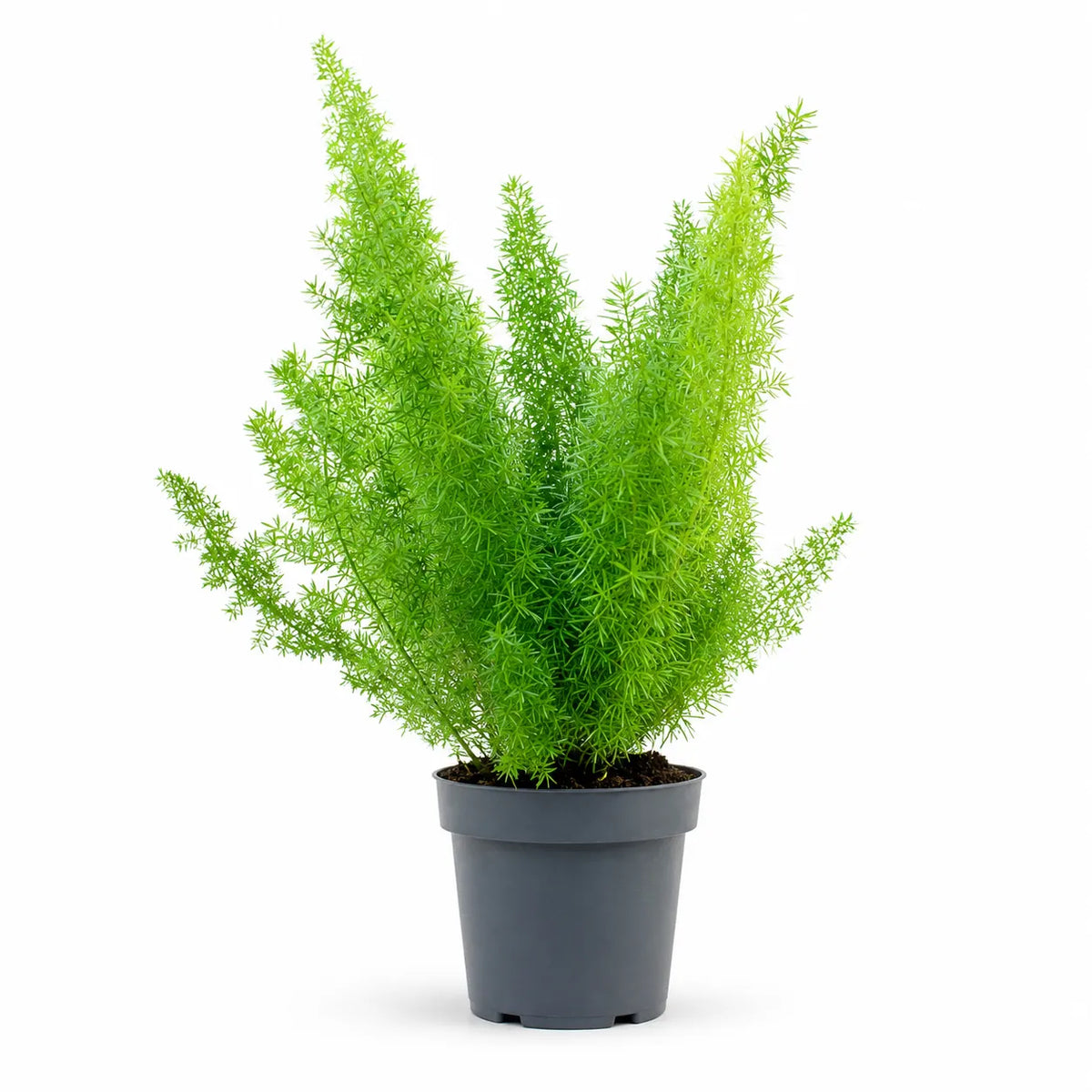 Asparagus sprengerii D.12 H.25 cm
