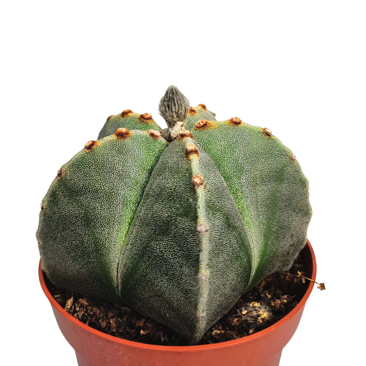 Astrophytum myriostigma