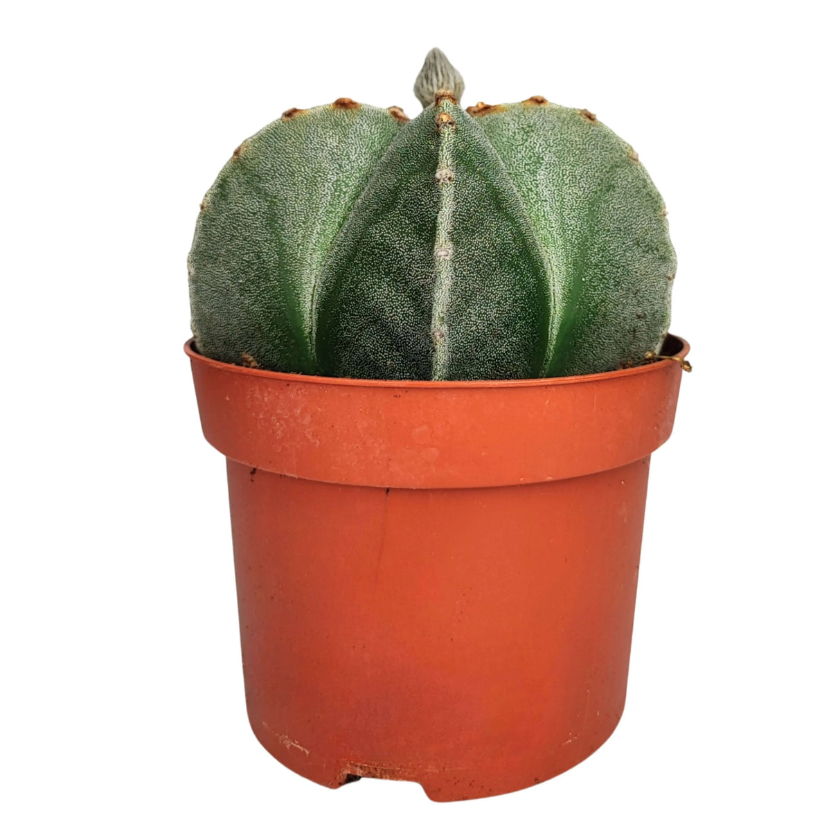 Astrophytum myriostigma