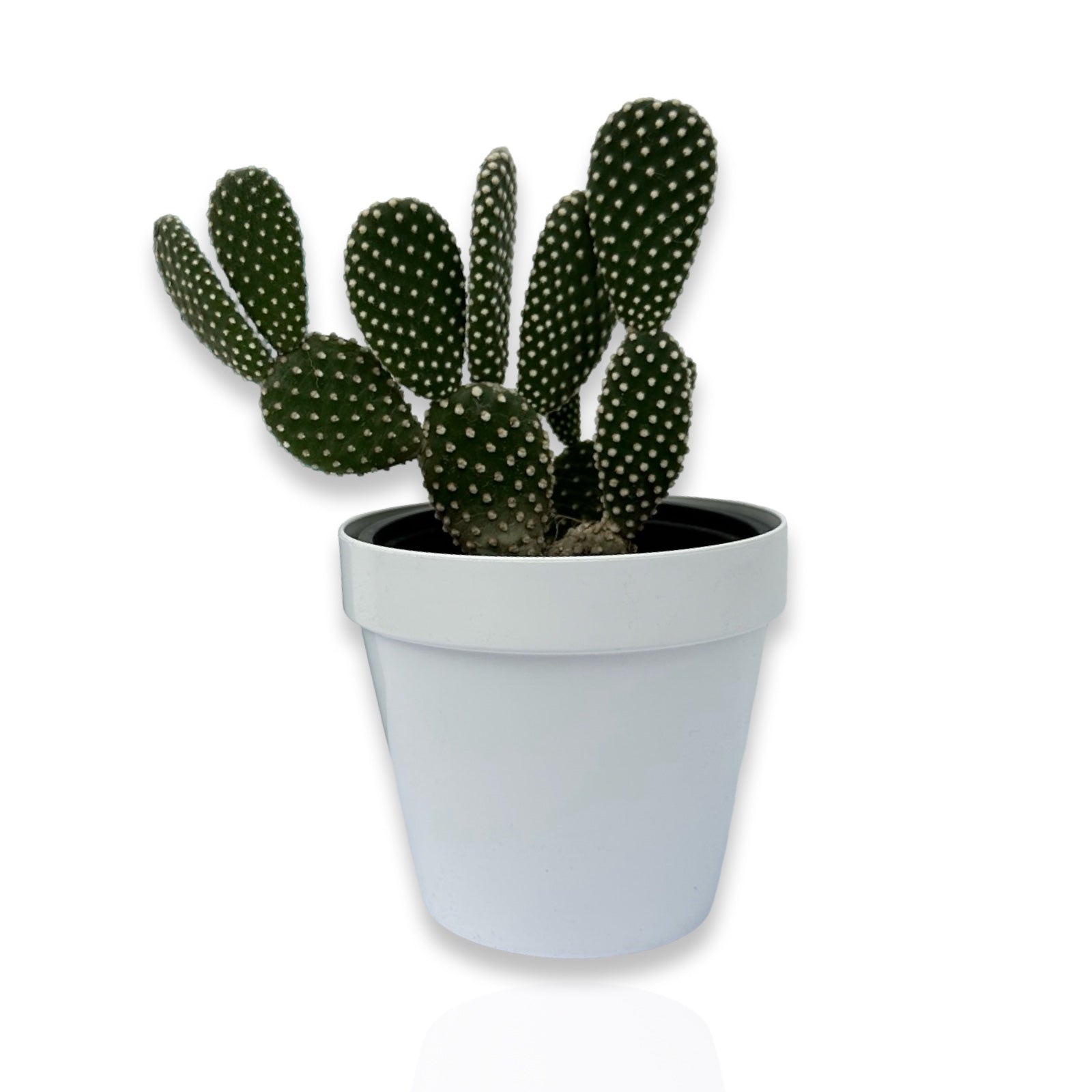 Fico d'India microvilloso Pianta Grassa Opuntia microdasys (Lehm.) Pfeiff.