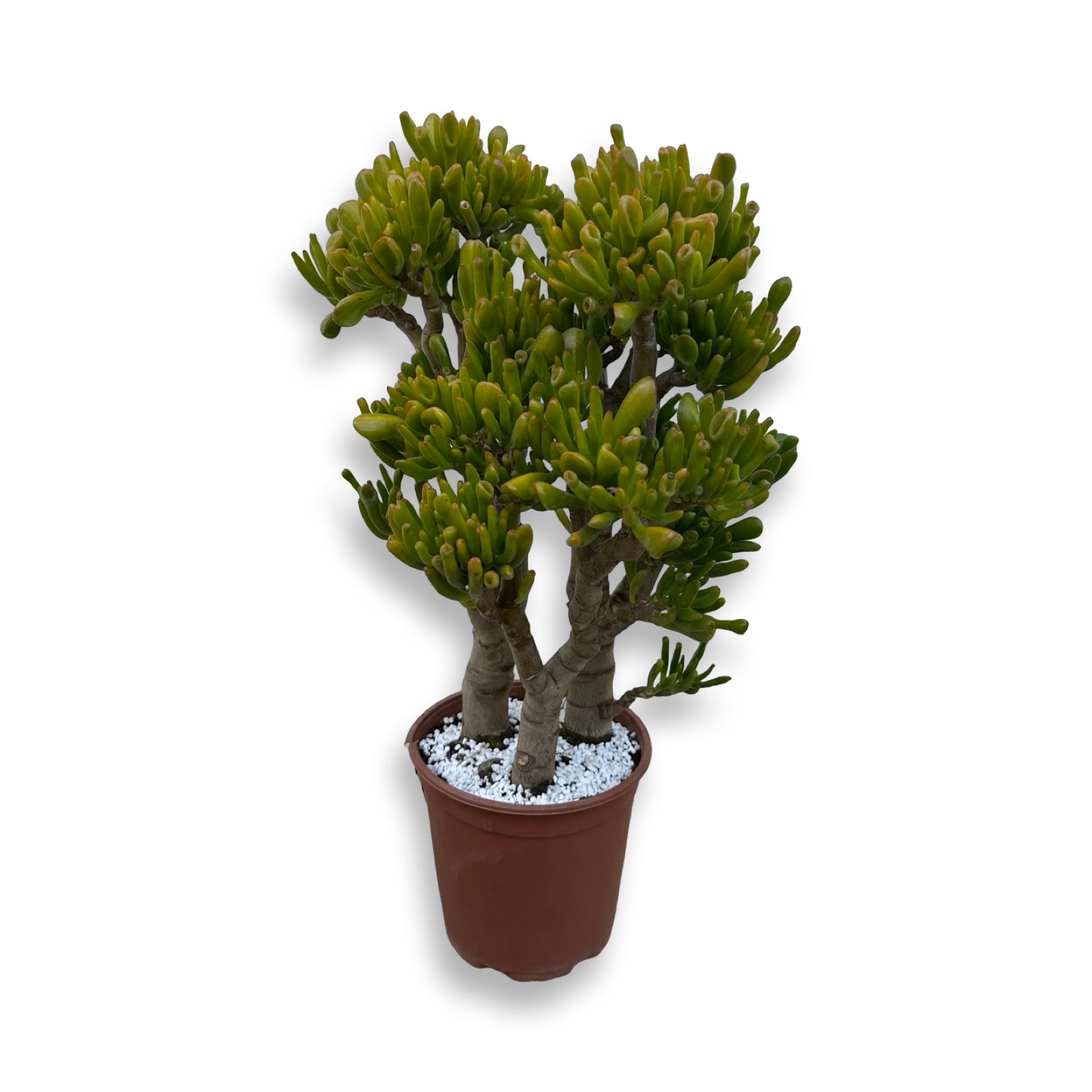Piantina di Crassula Hobbit