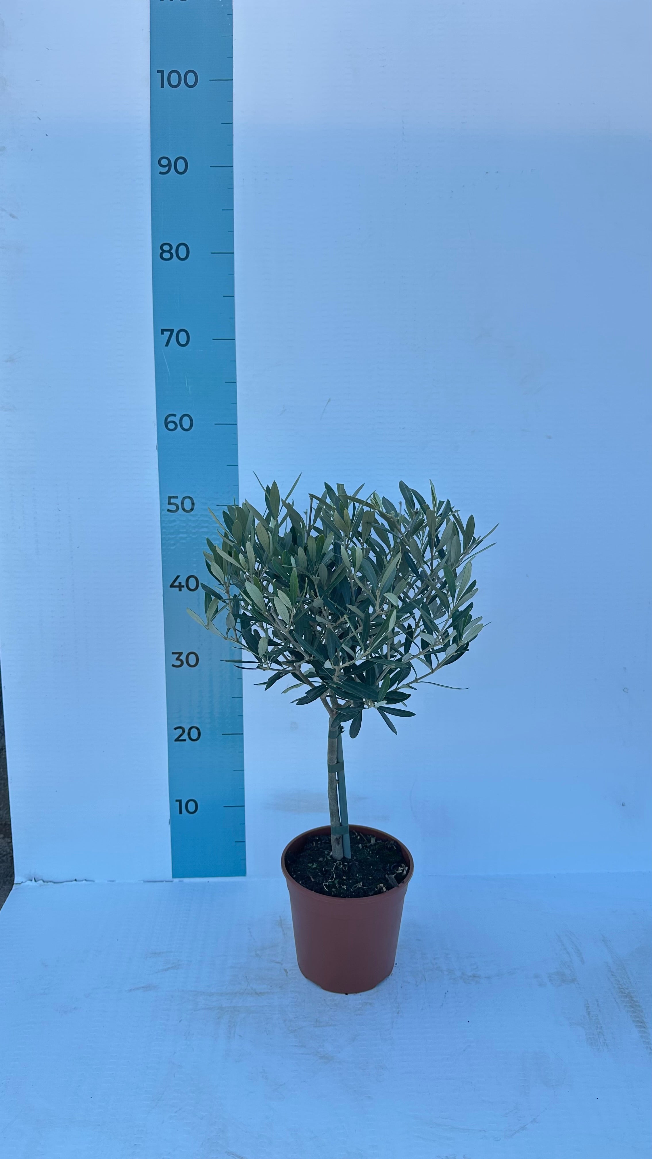 Piantina Alberello di Ulivo Cipressino - Olea Europea CERTIFICATA