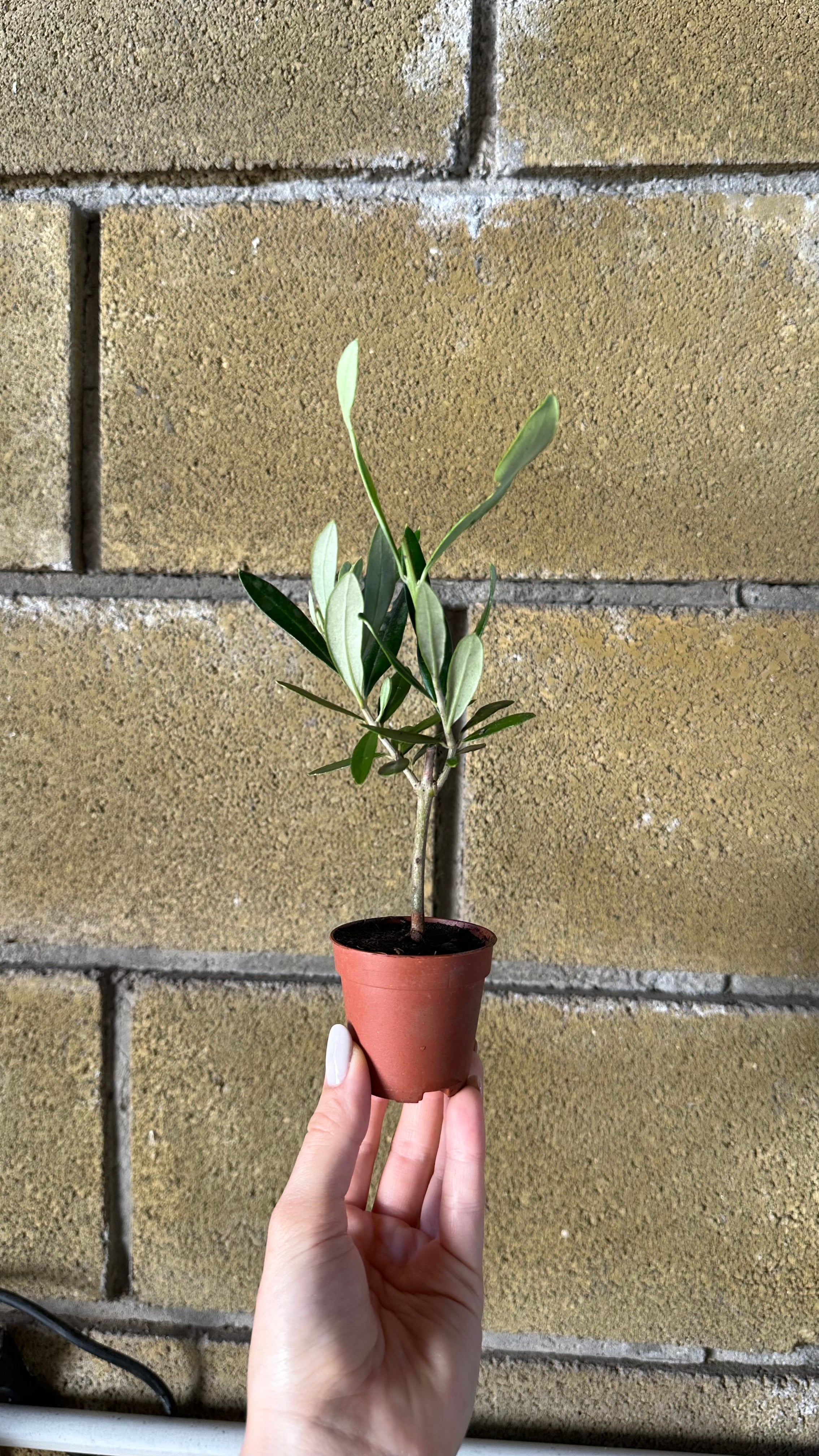 Piantina Bonsai di Ulivo cespuglio - Olea europea cipressino CERTIFICATA