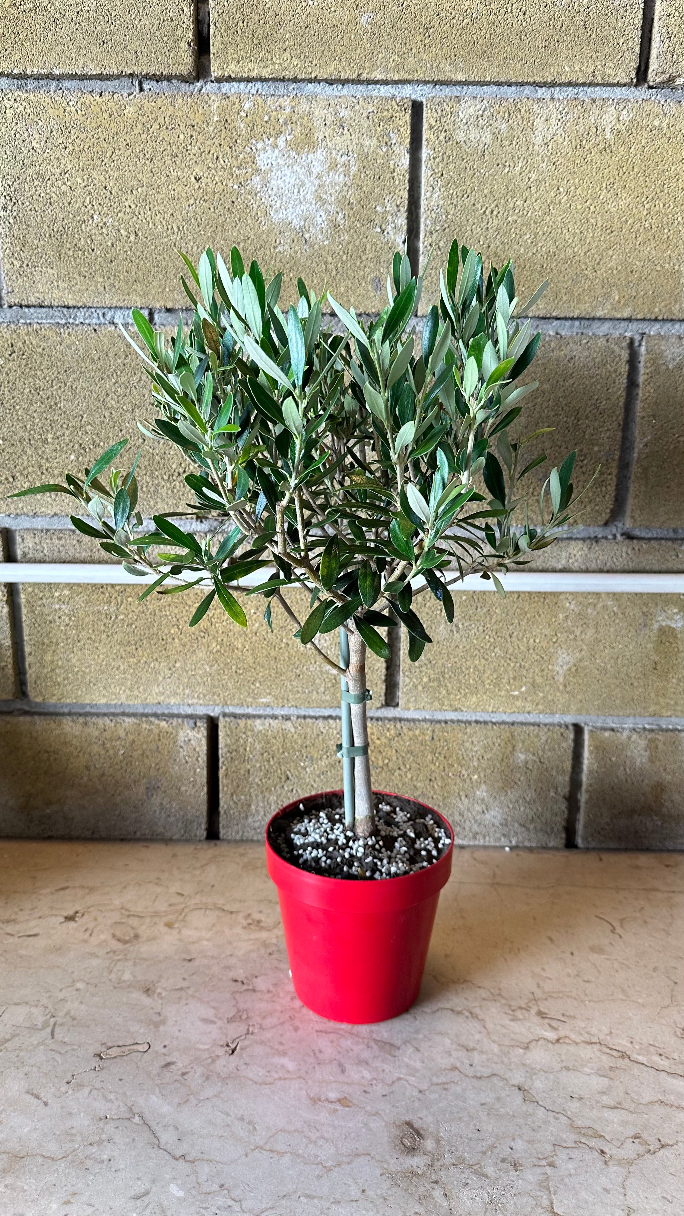 Piantina Alberello di Ulivo Cipressino - Olea Europea CERTIFICATA